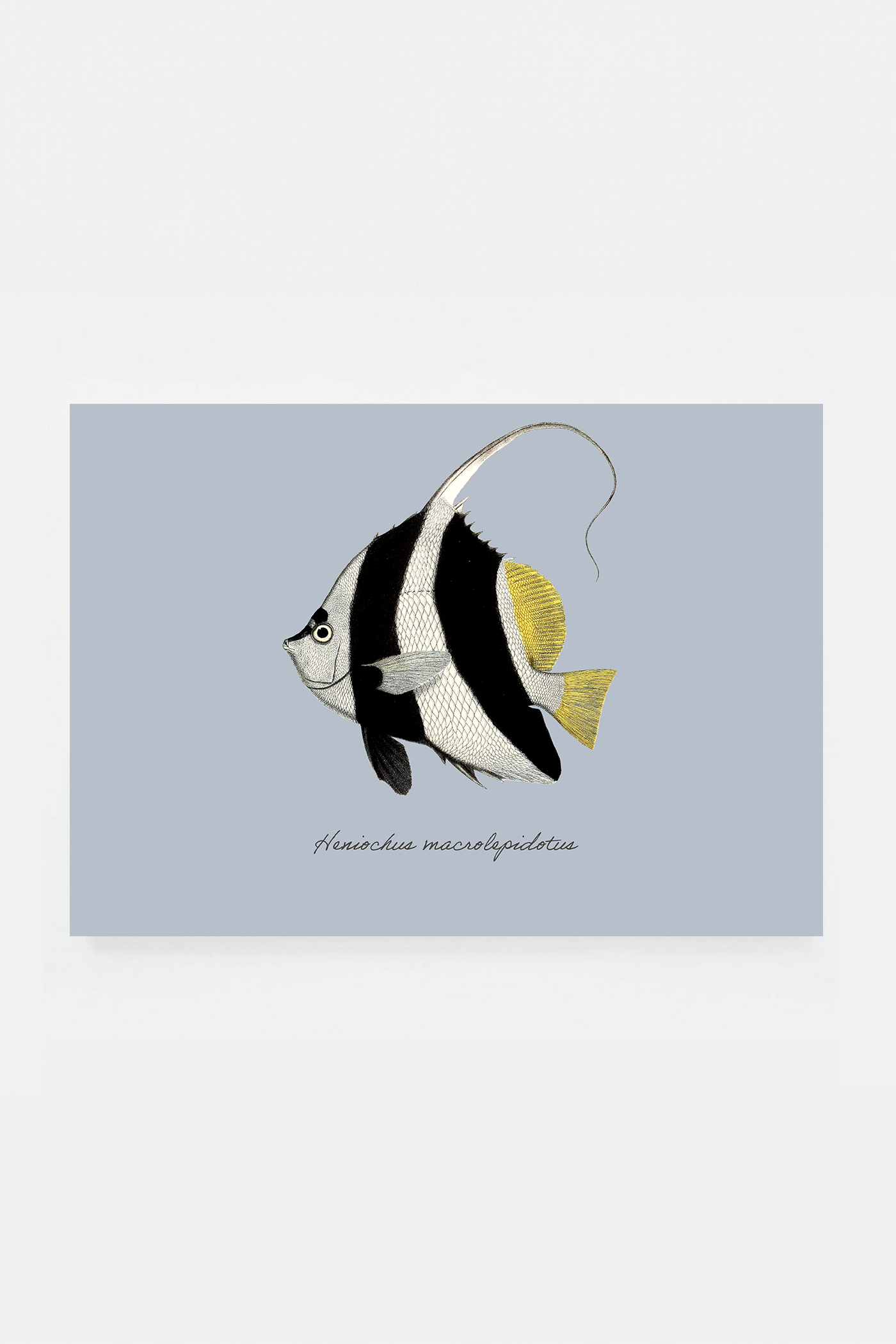 Heniochus macrolepidotus (3 background colors)