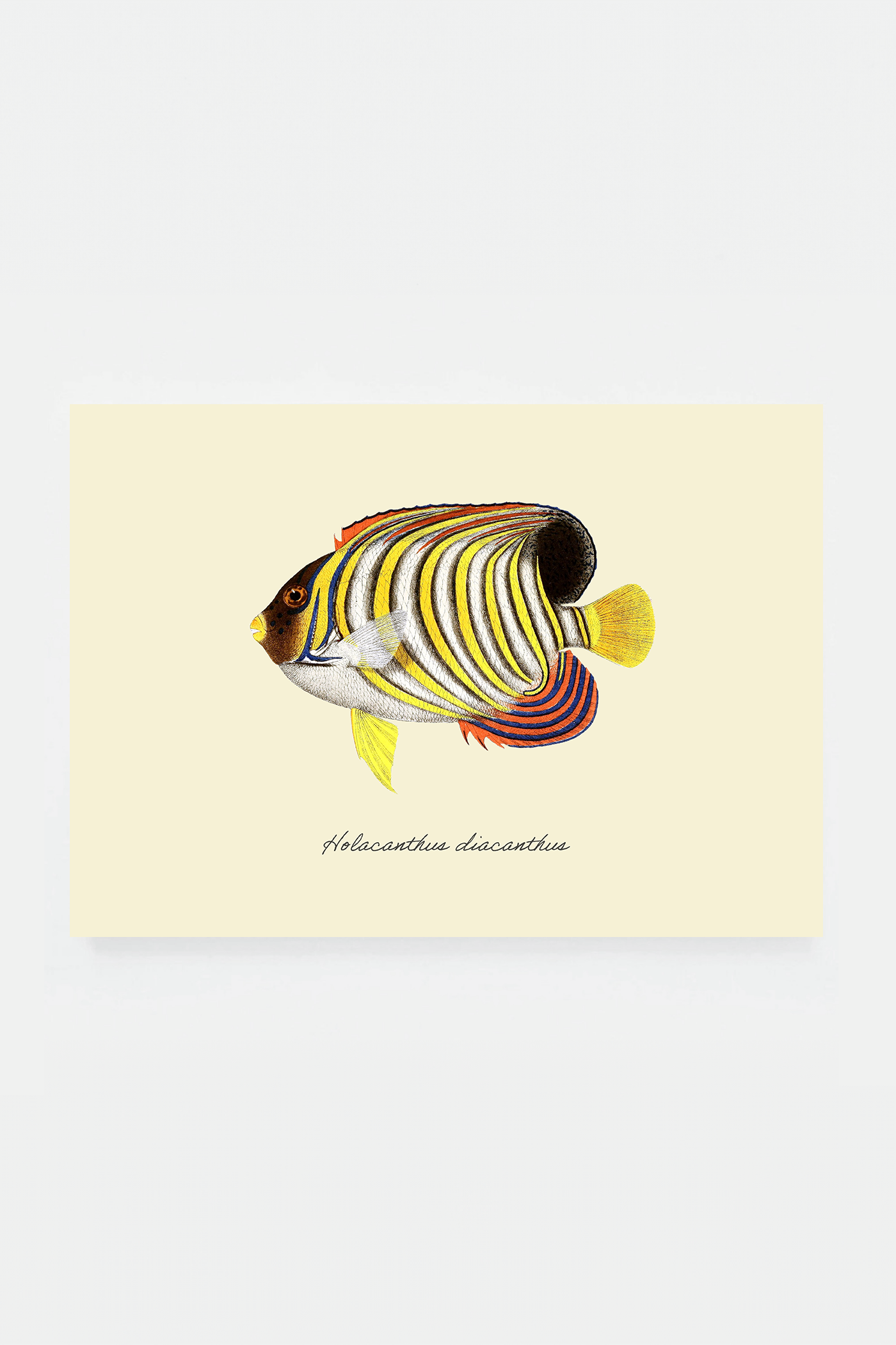 Holacanthus diacanthus (3 background colors)