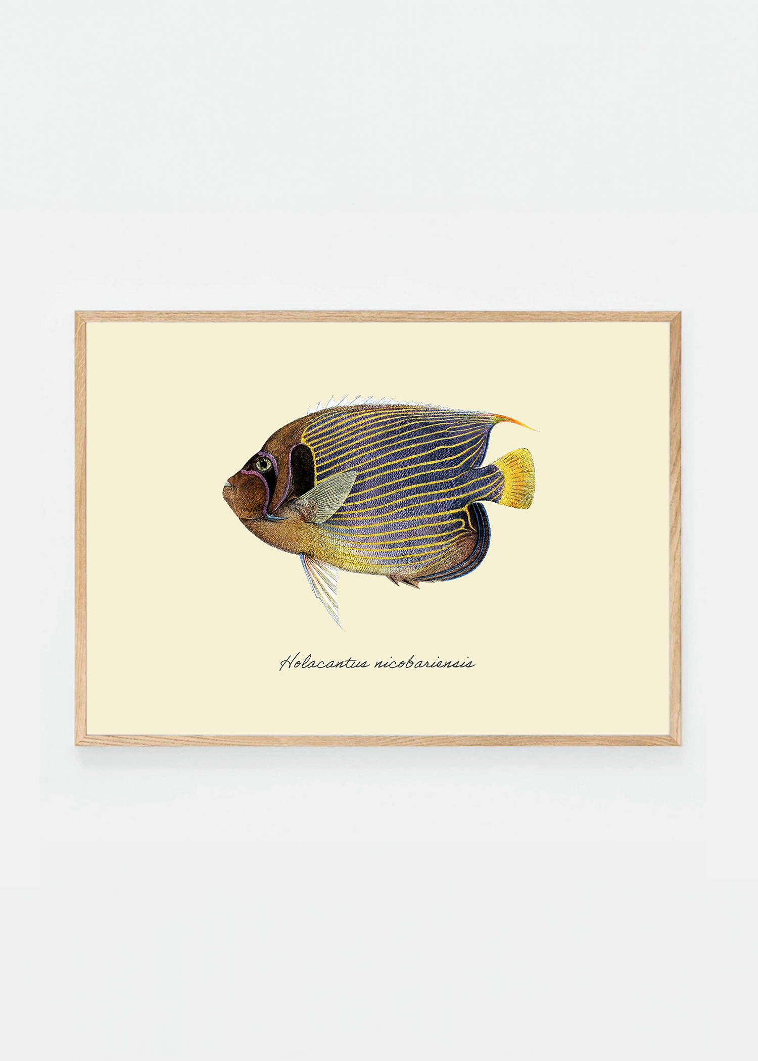 Holacantus nicobariensi (3 background colors)