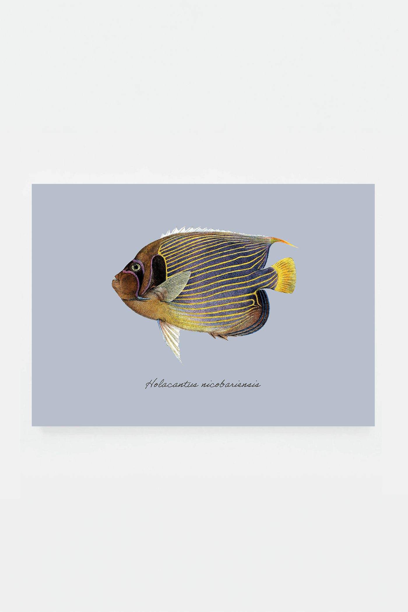 Holacantus nicobariensi (3 background colors)