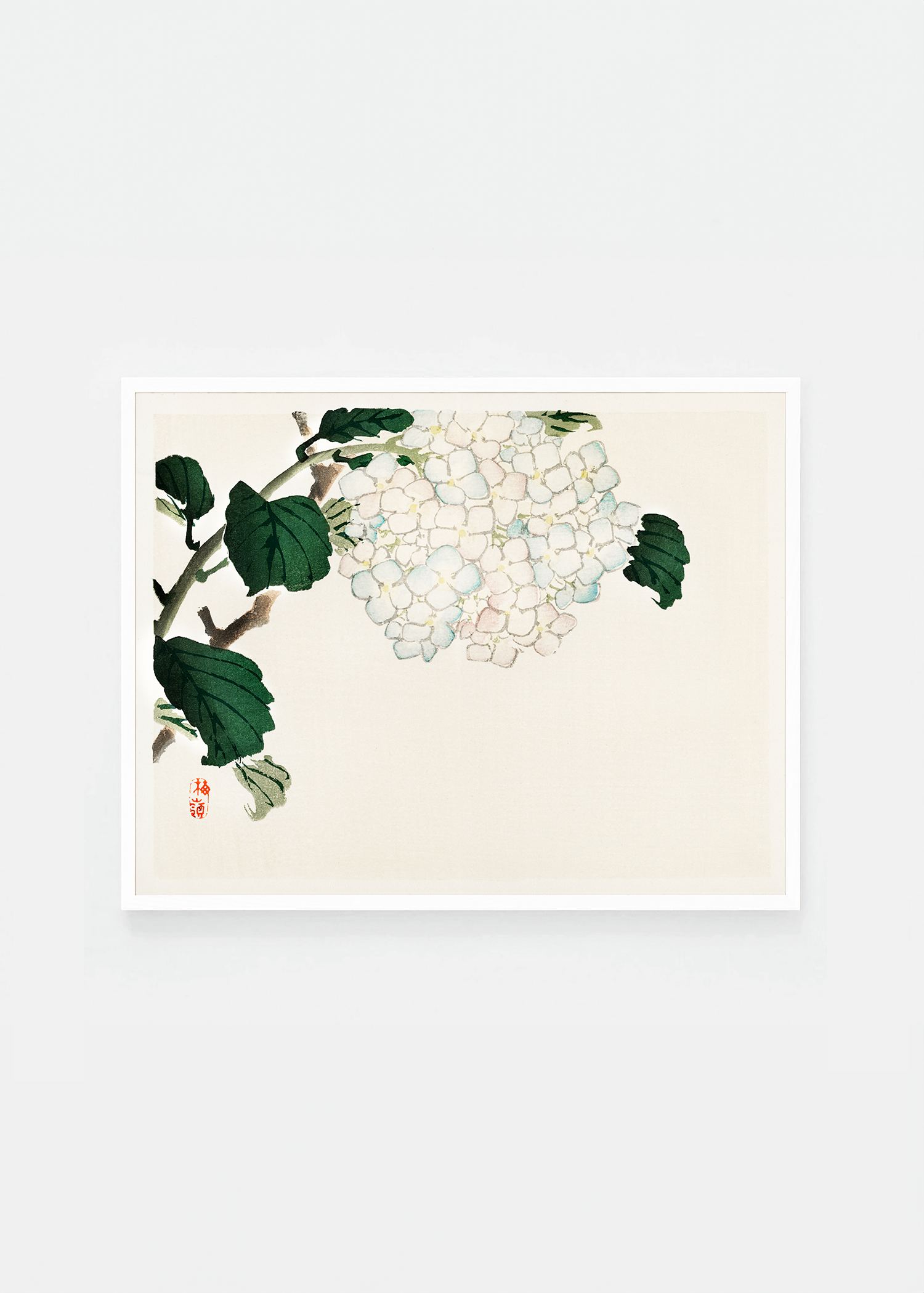 Hydrangea