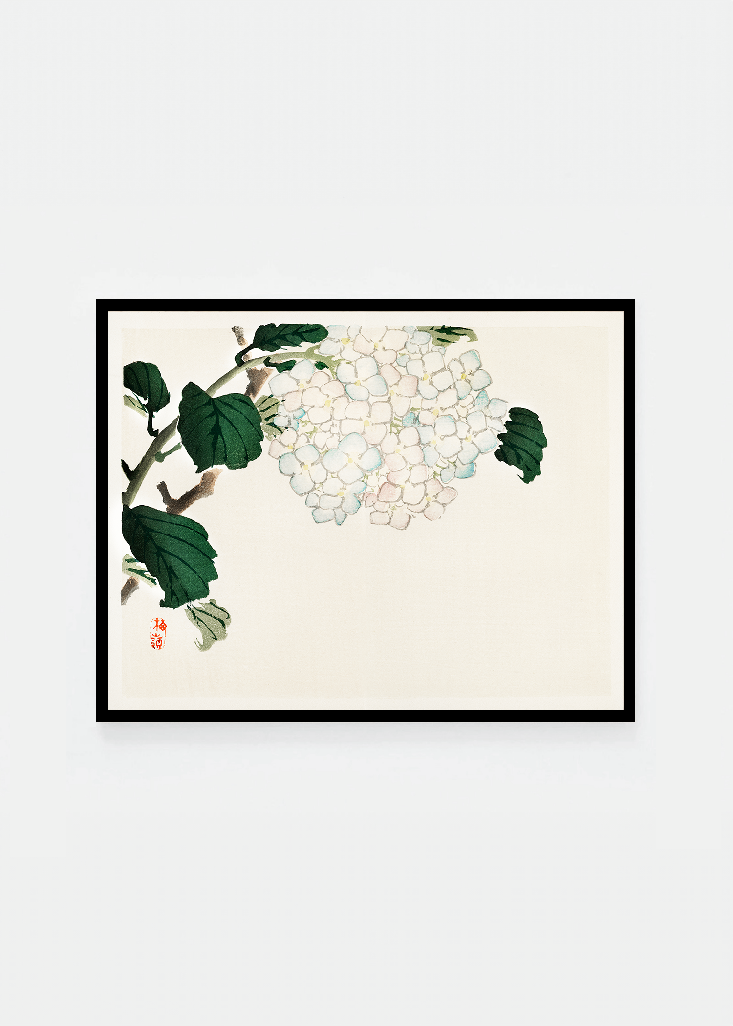 Hydrangea