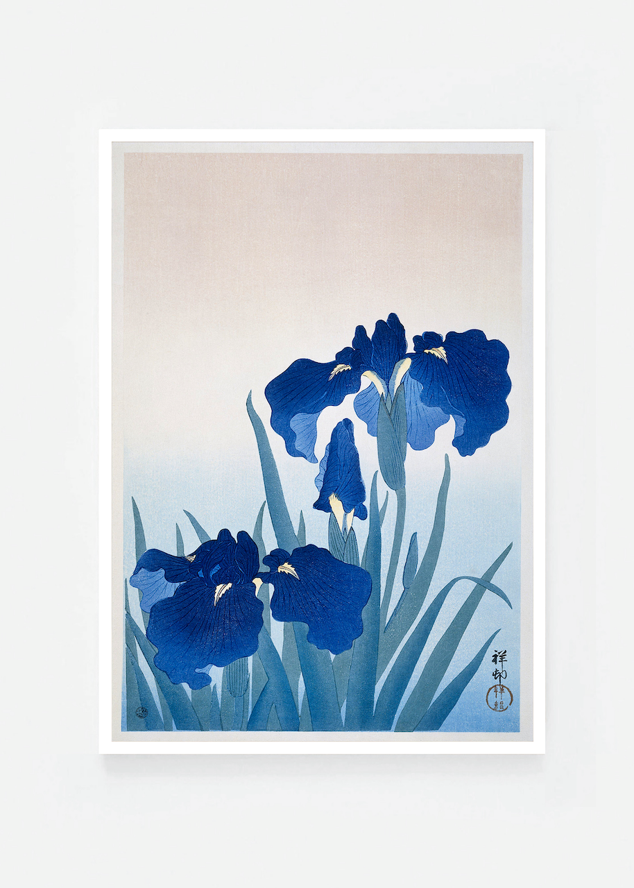Iris II