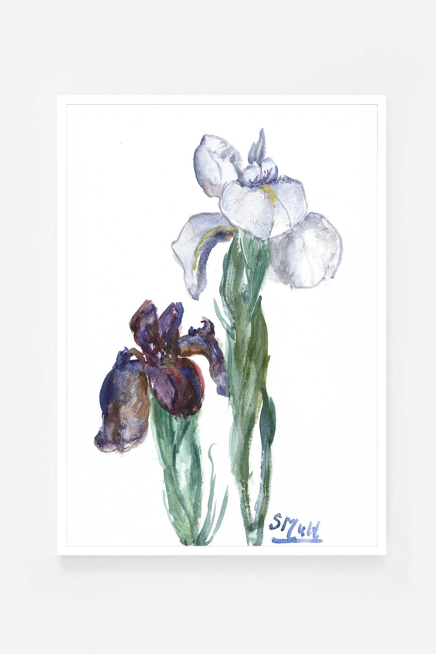 Iris
