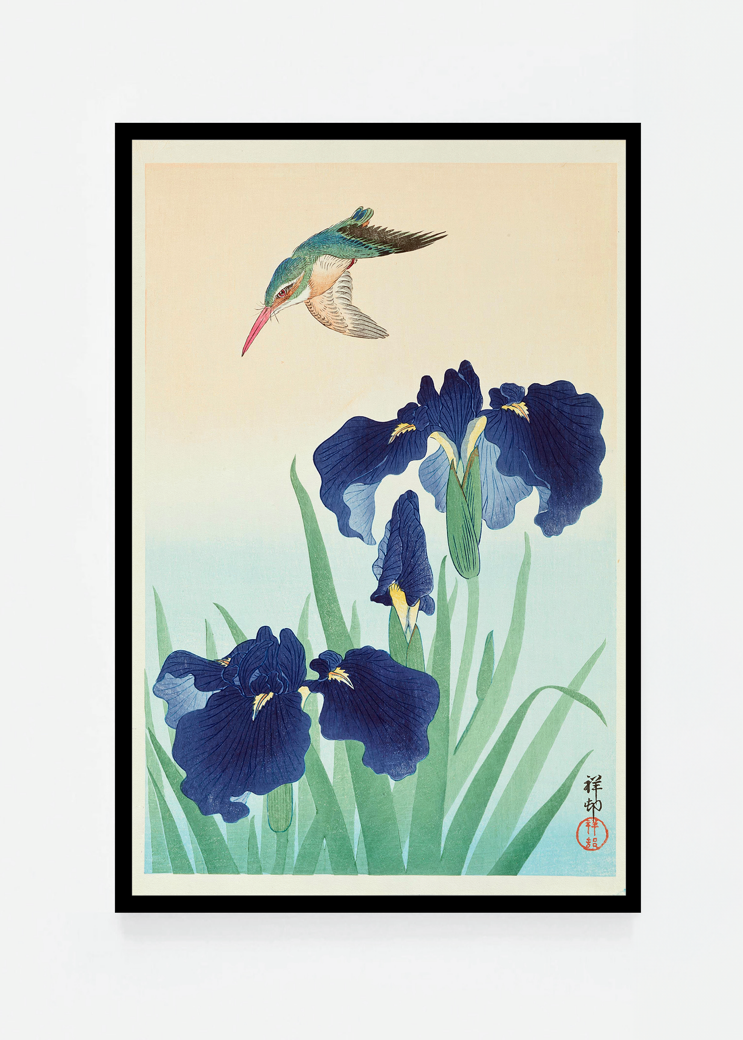 Kingfisher iris