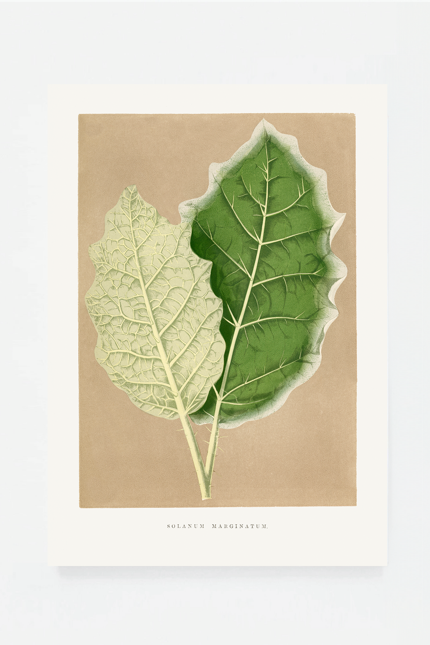 Leaf I