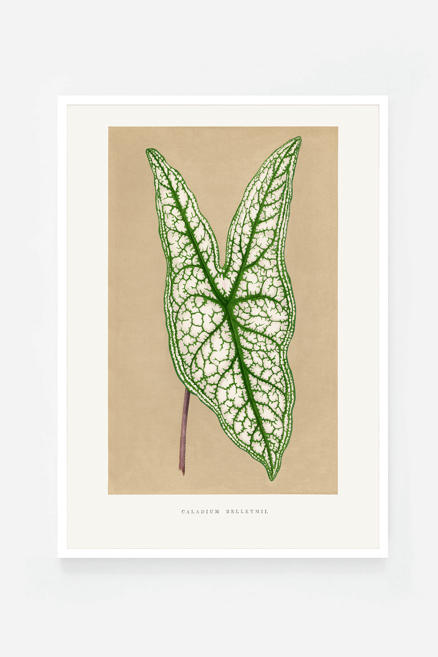 Leaf III