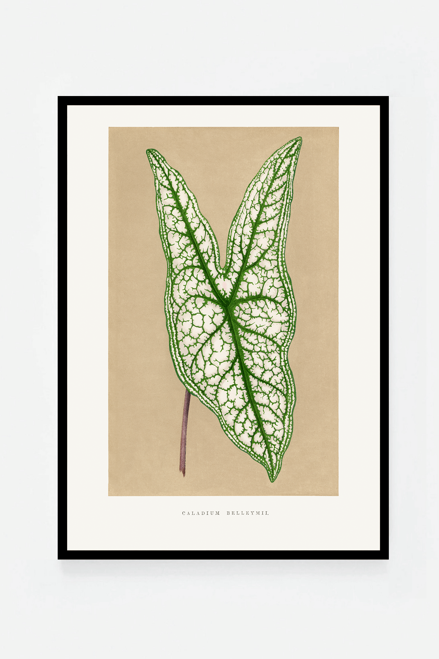 Leaf III