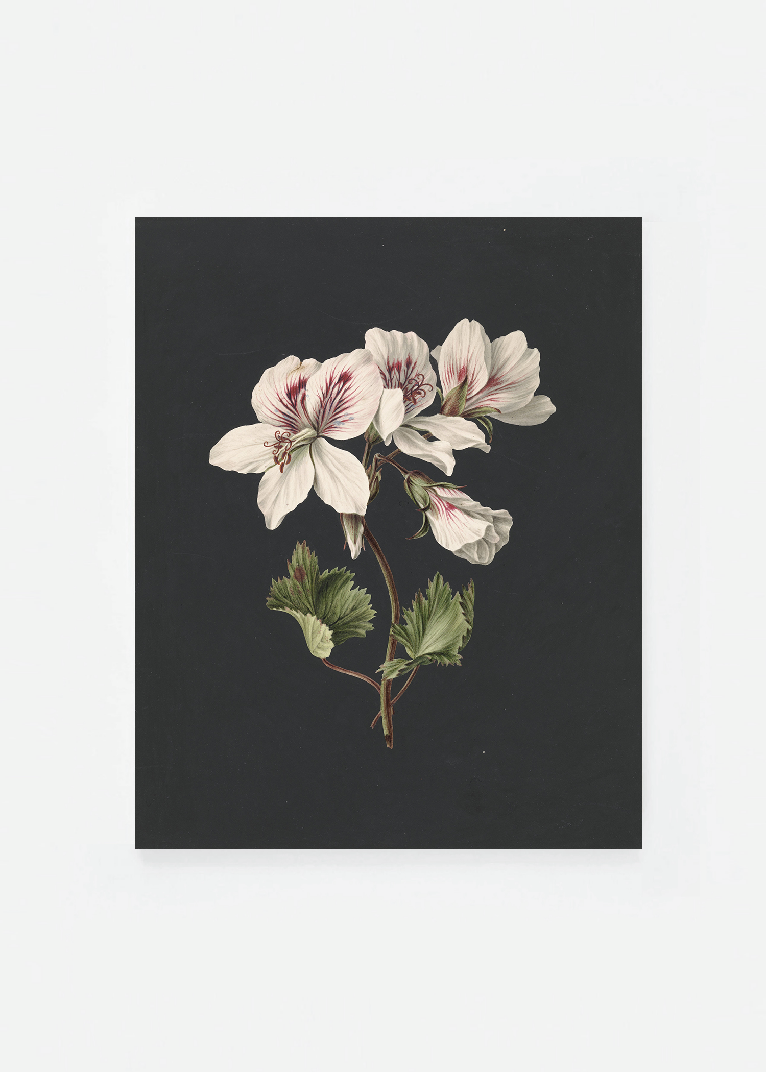 Pelargonium