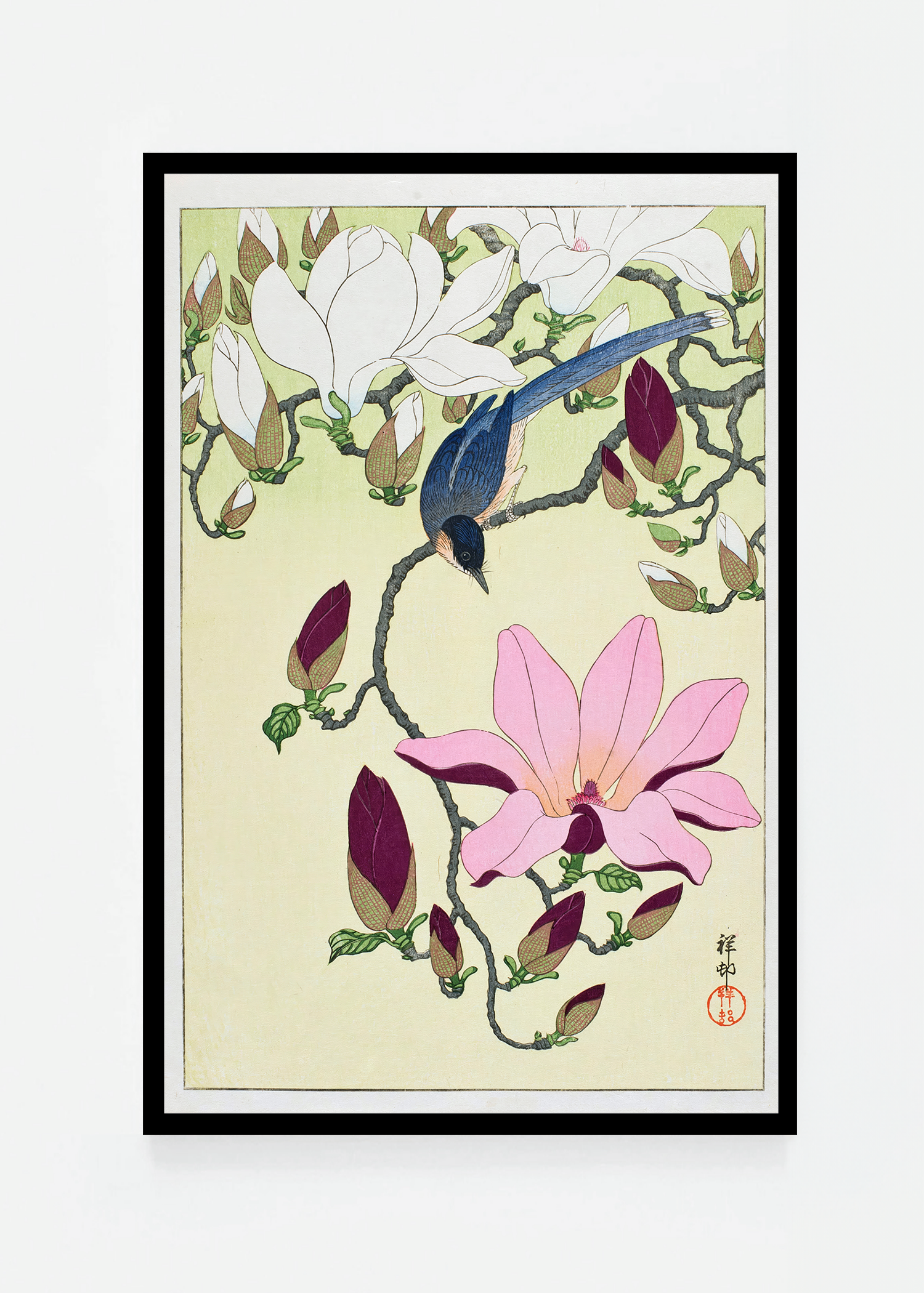 Magpie with Pink and White Magnolia Blossoms