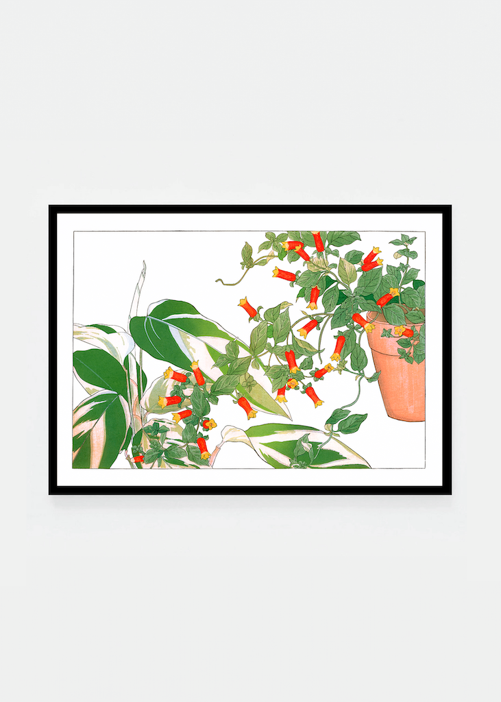 Maranta & manettia flower