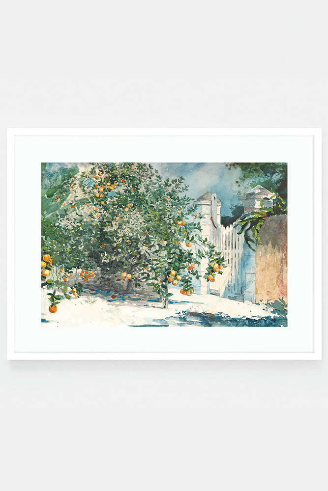 Orange trees and gate