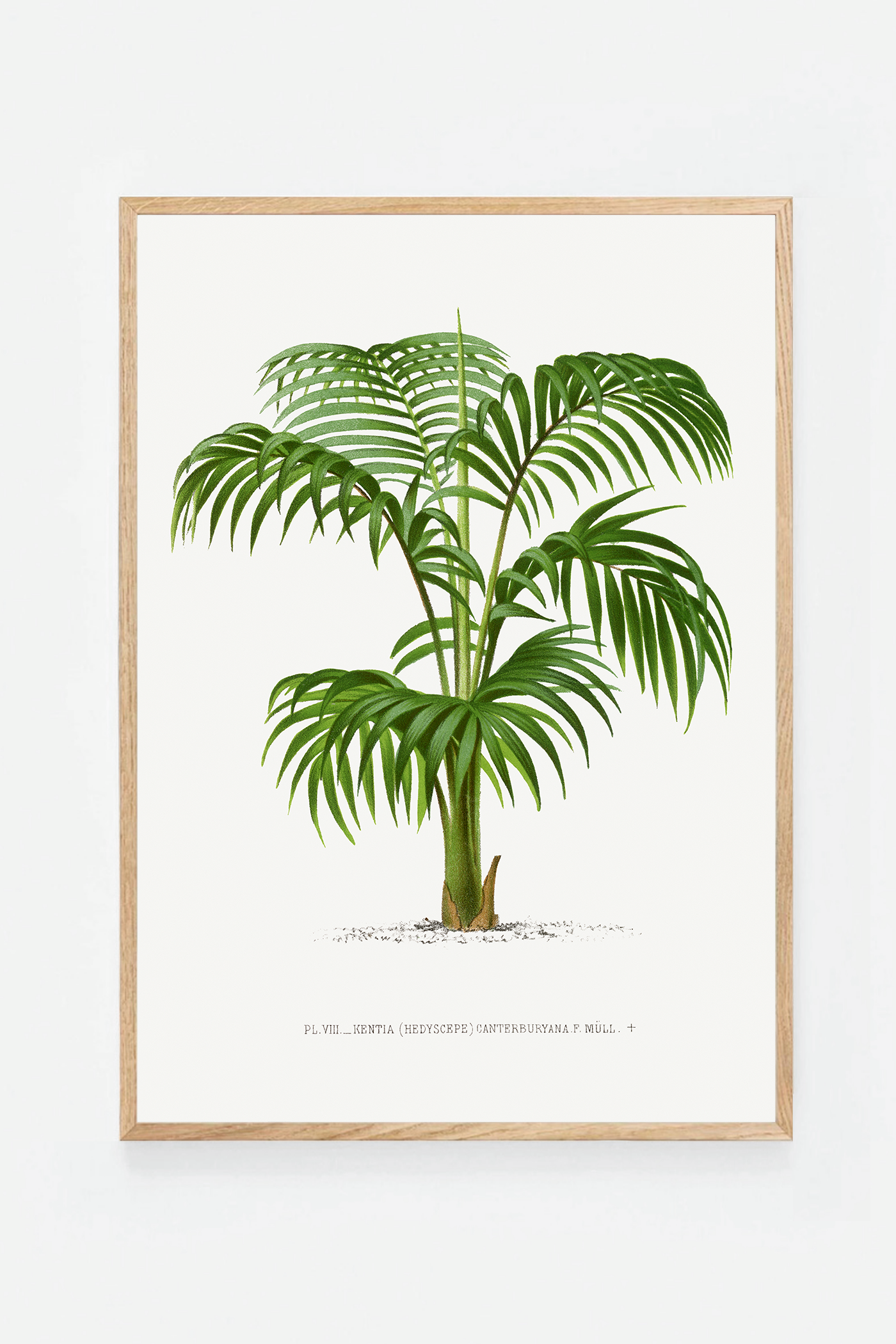 Palm I