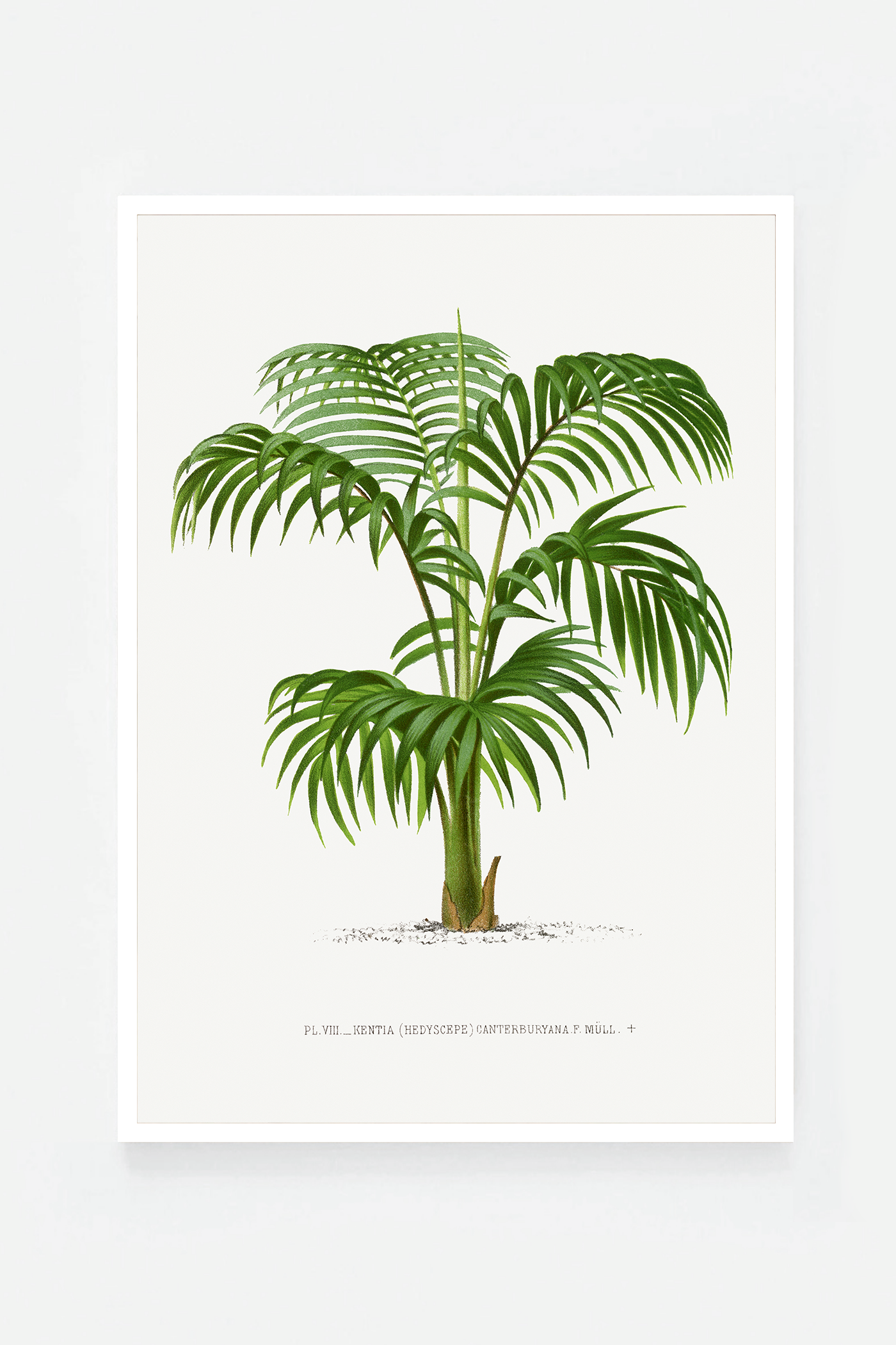Palm I