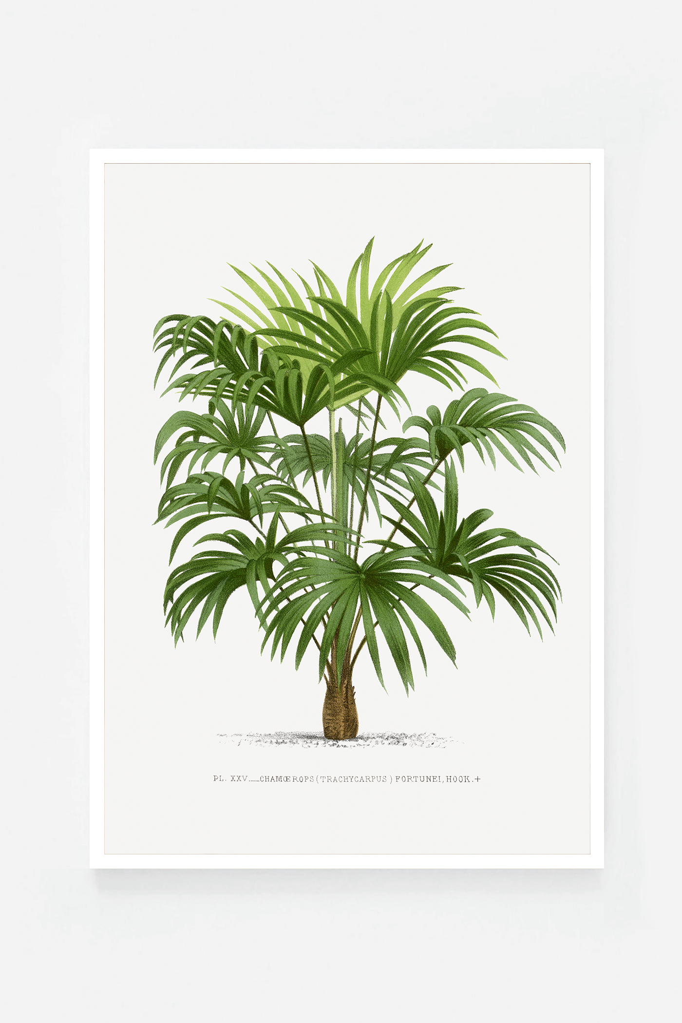 Palm III