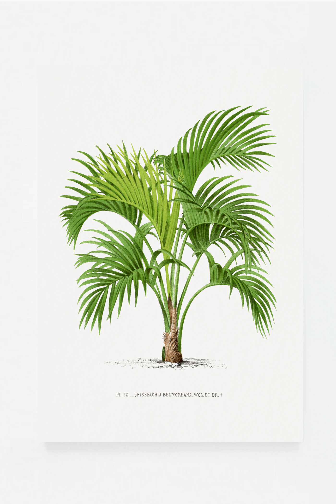 Palm V