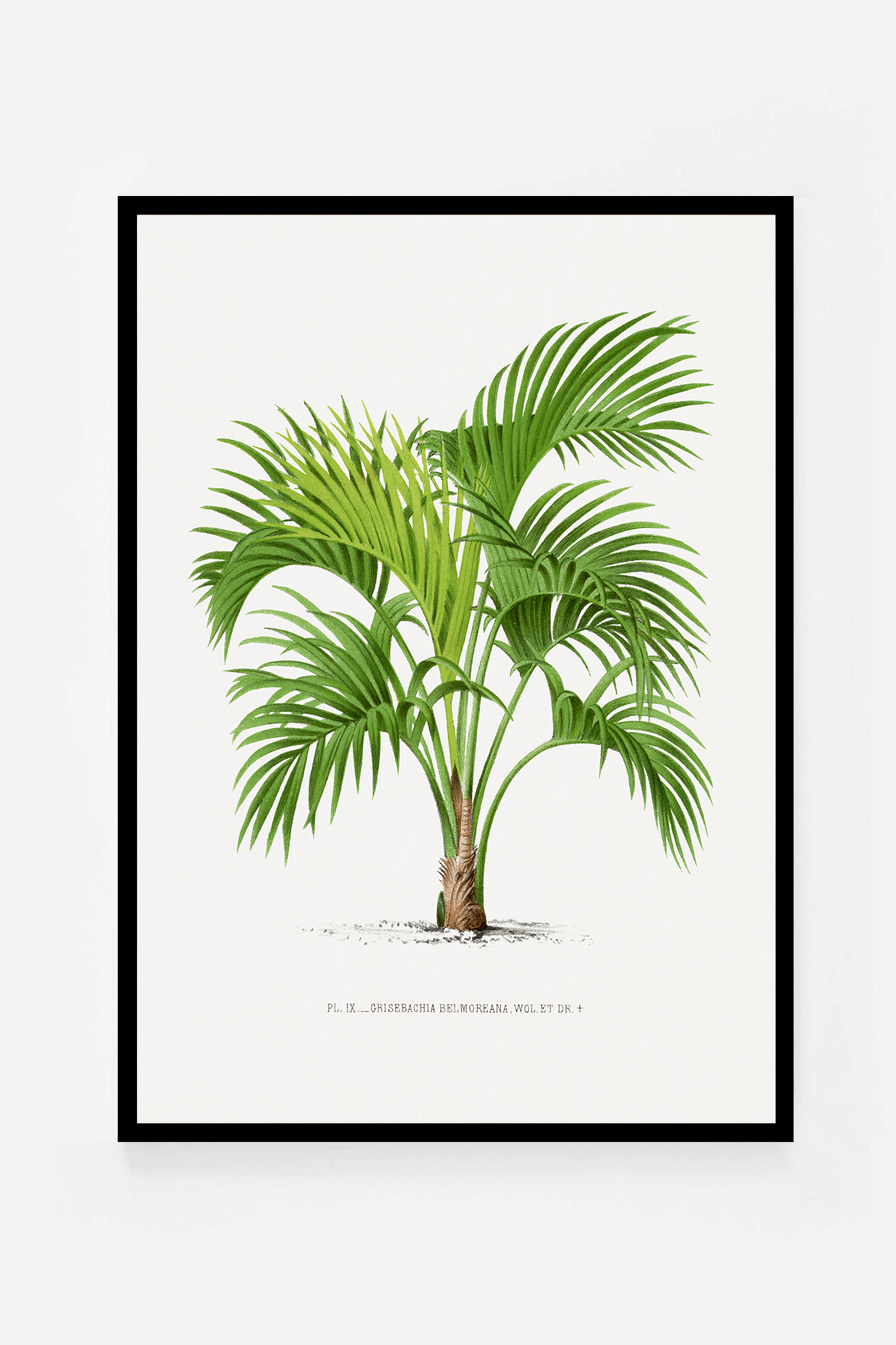 Palm V