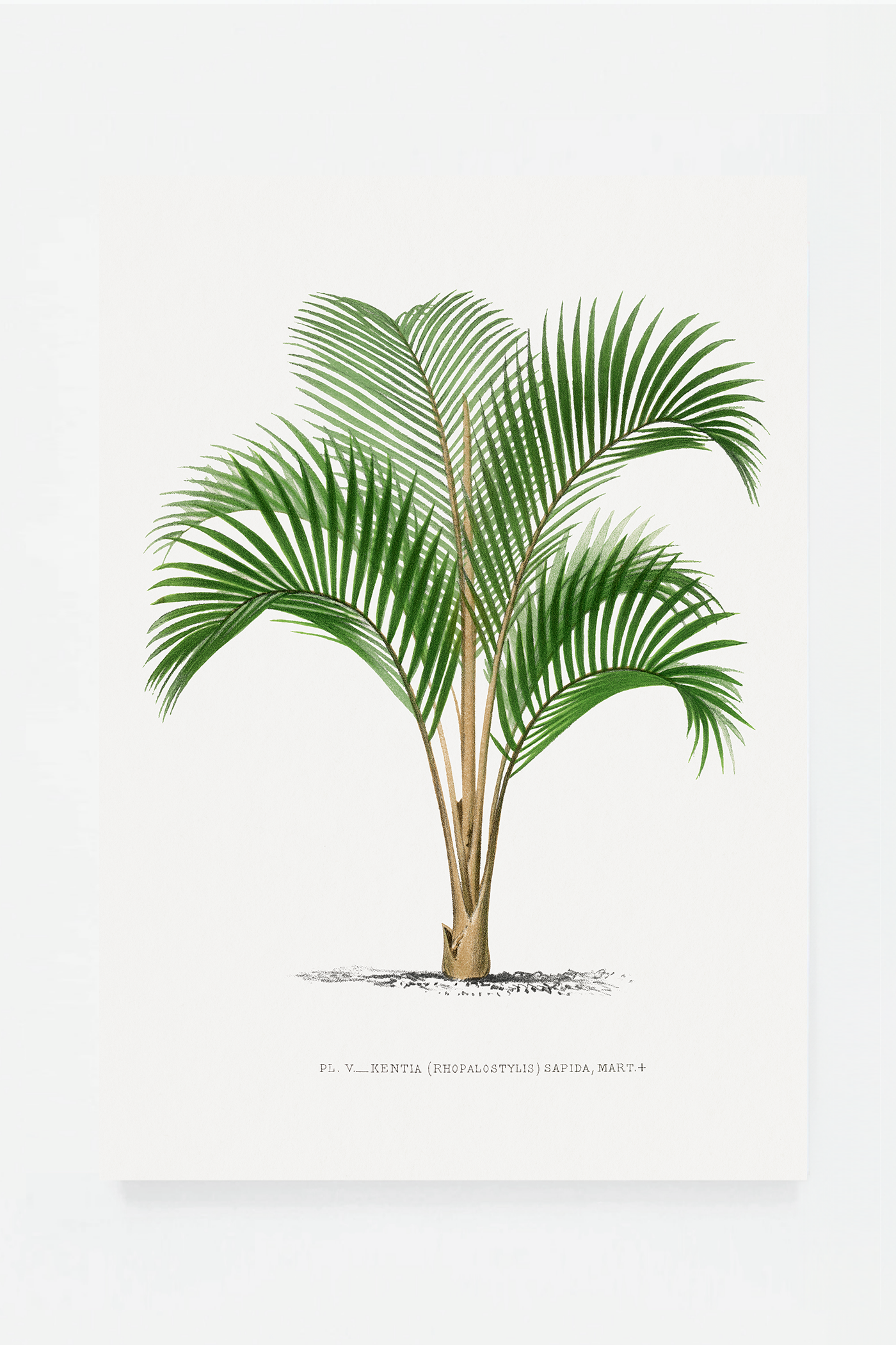 Palm VI