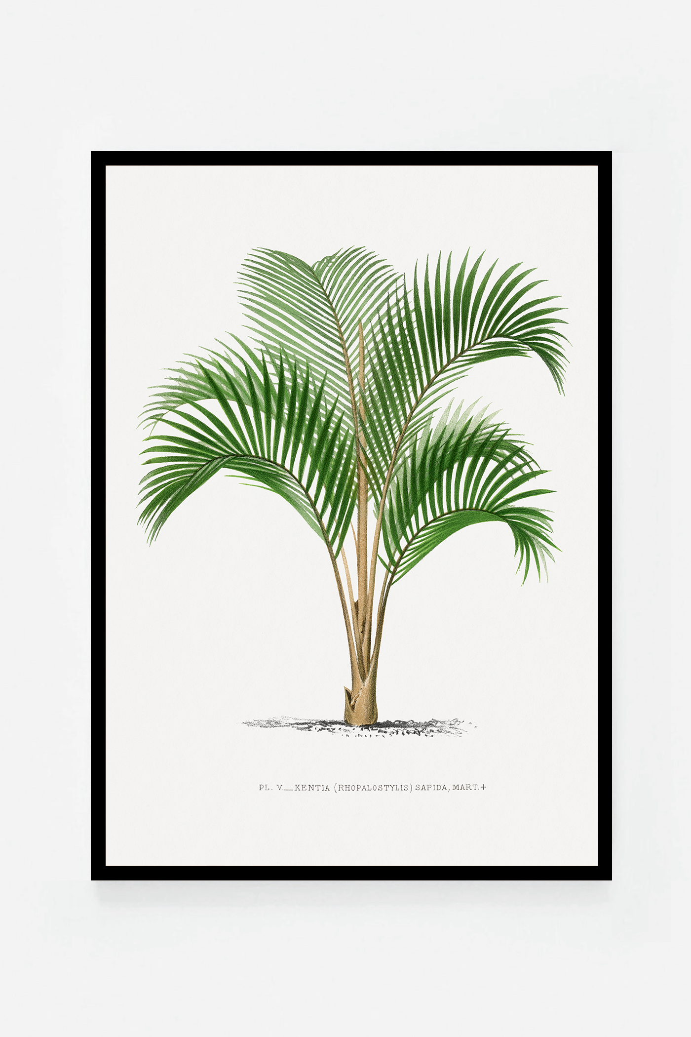 Palm VI