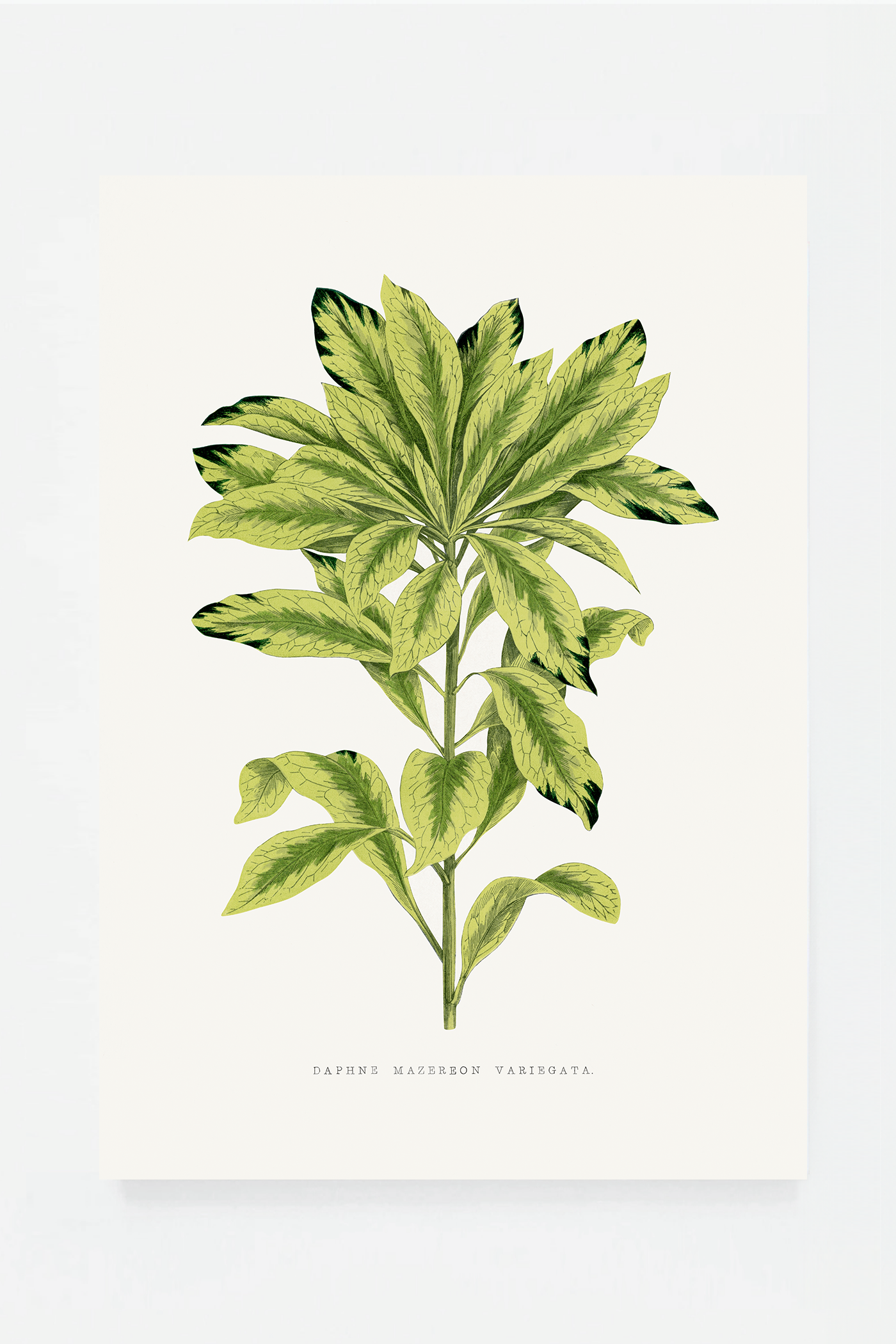 Plant I