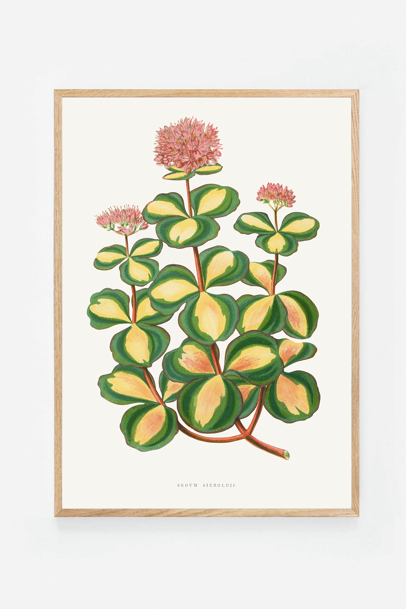 Plant II