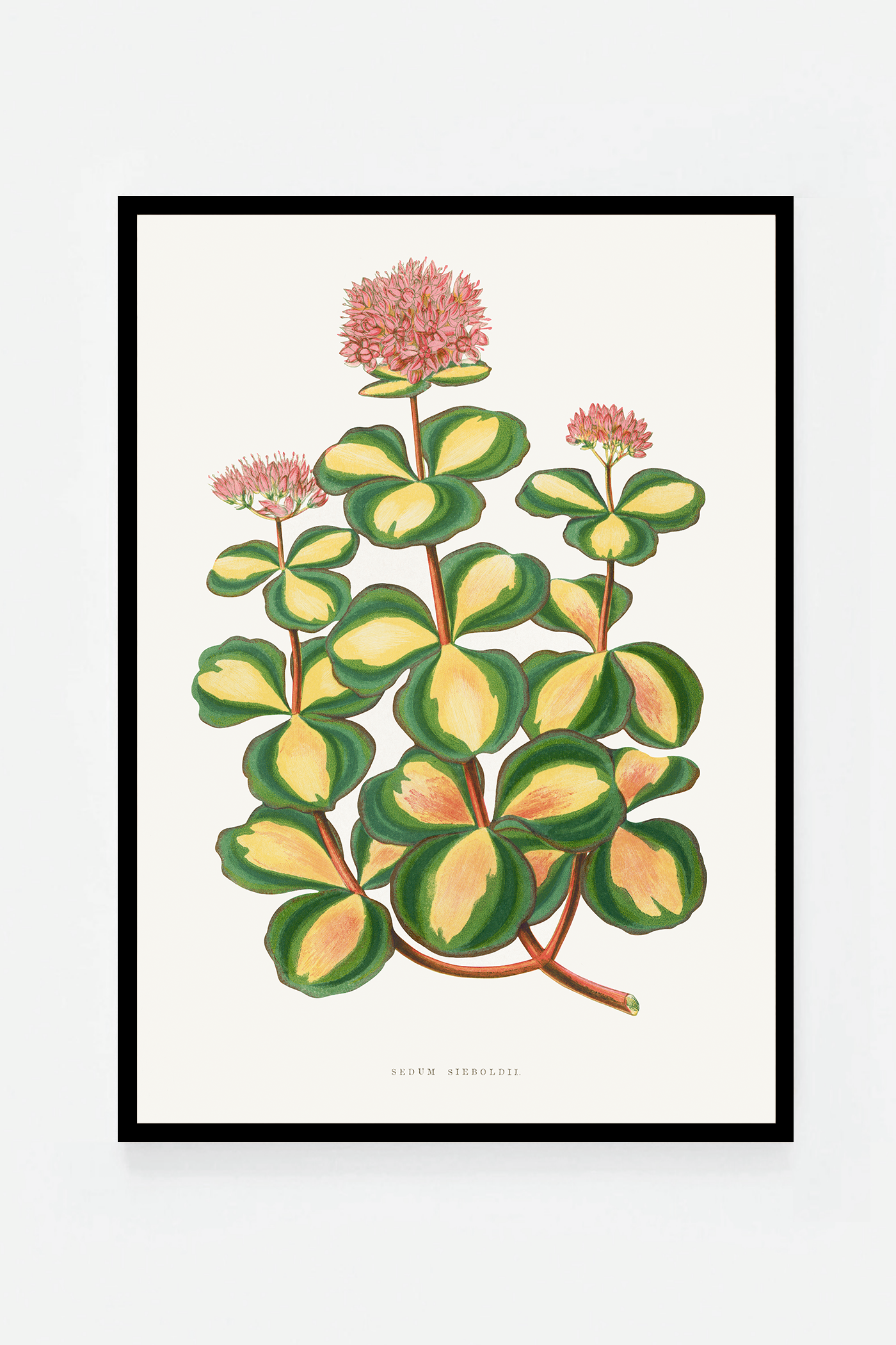 Plant II