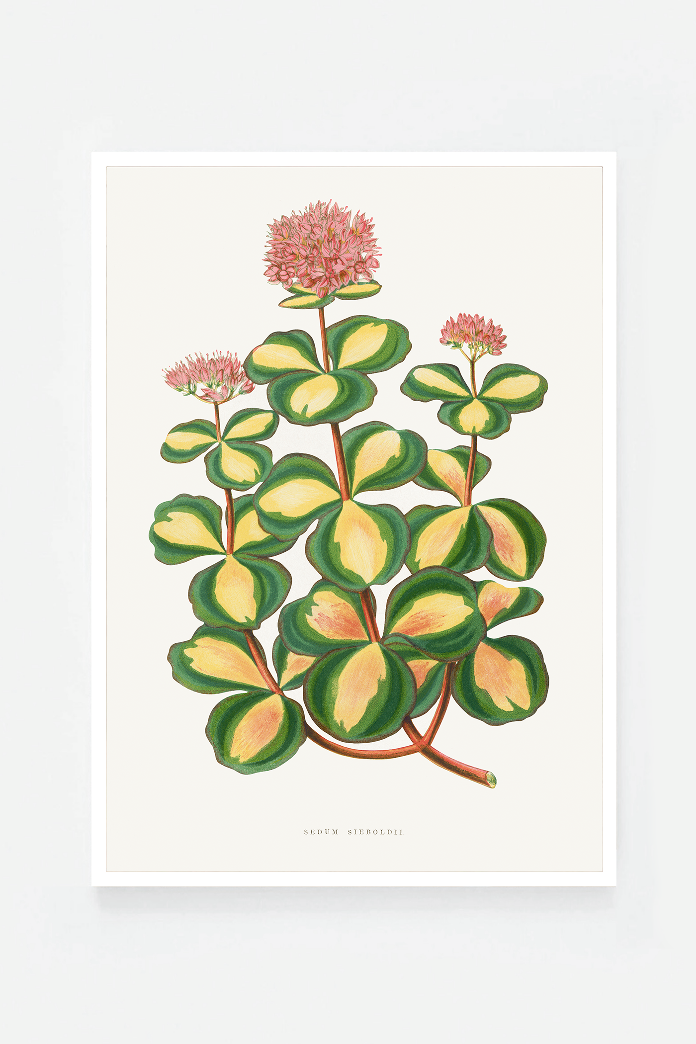 Plant II