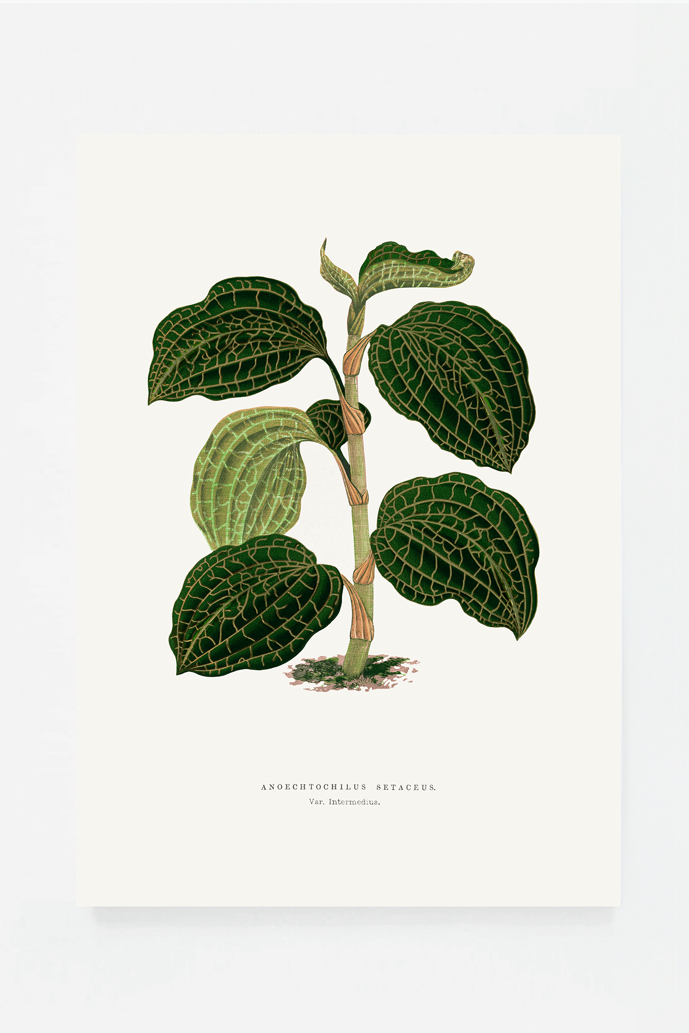 Plant III