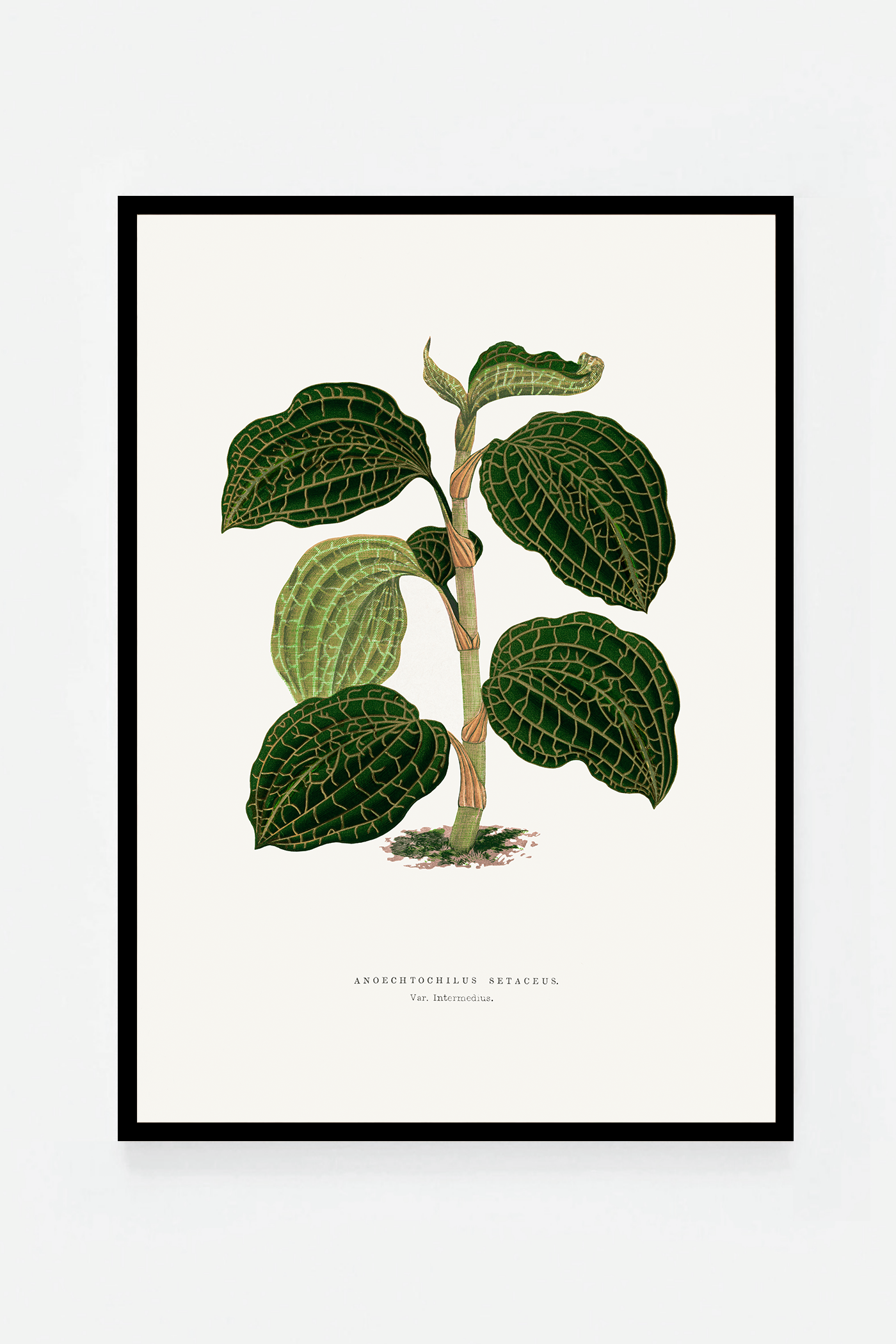 Plant III