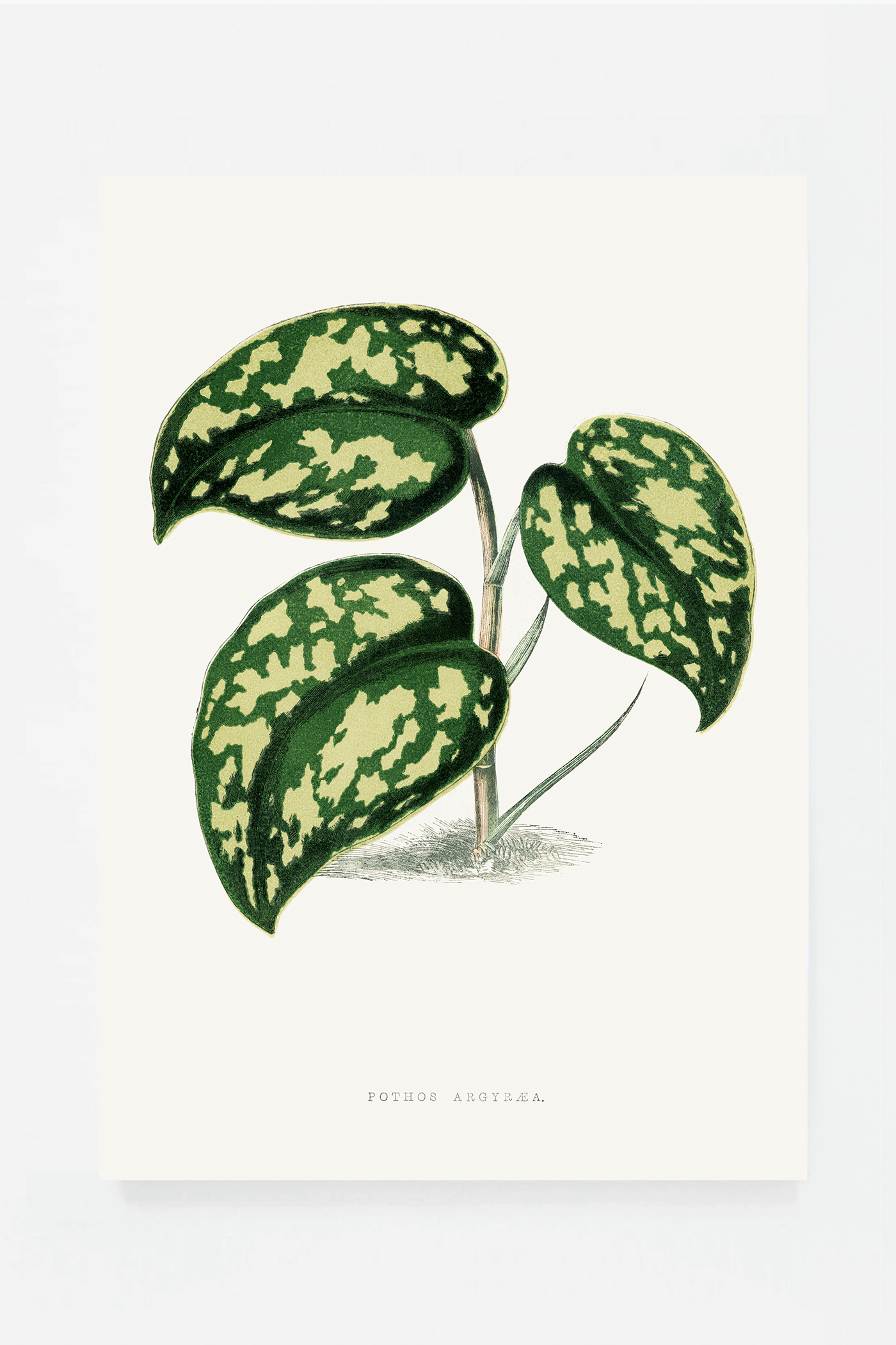 Plant IV