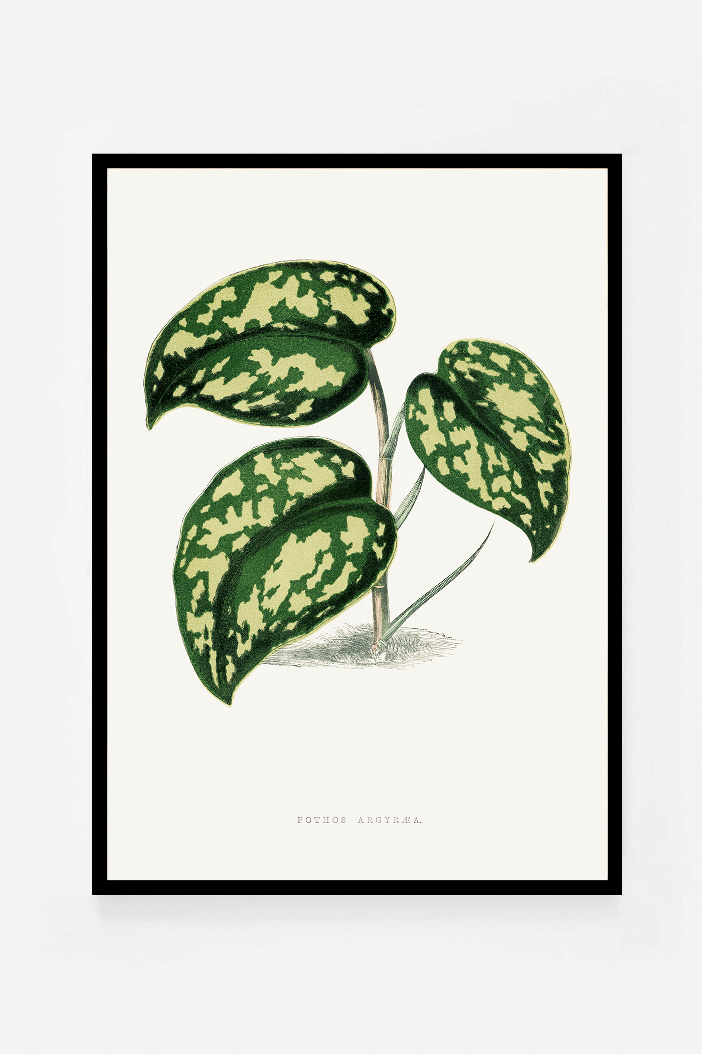 Plant IV