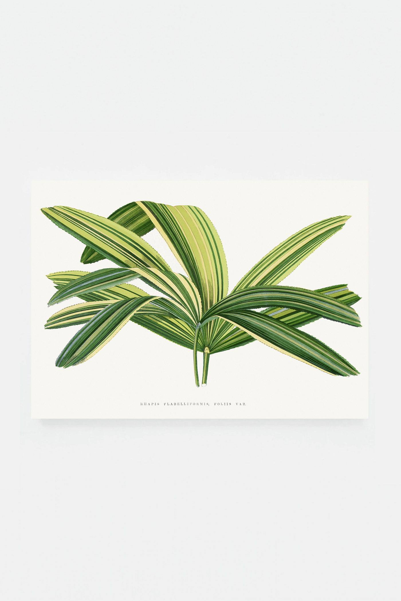 Plant V