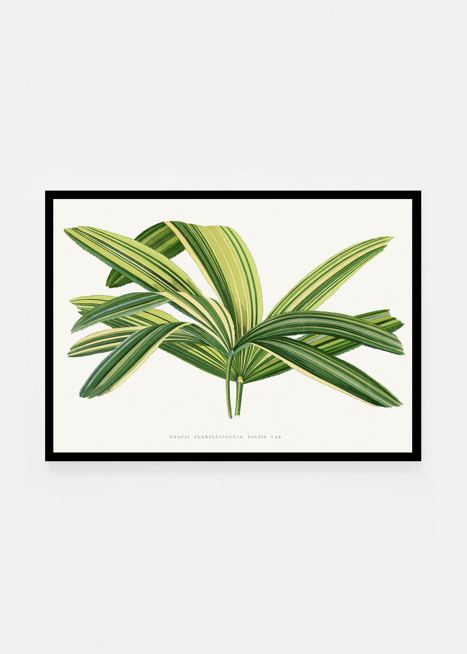 Plant V