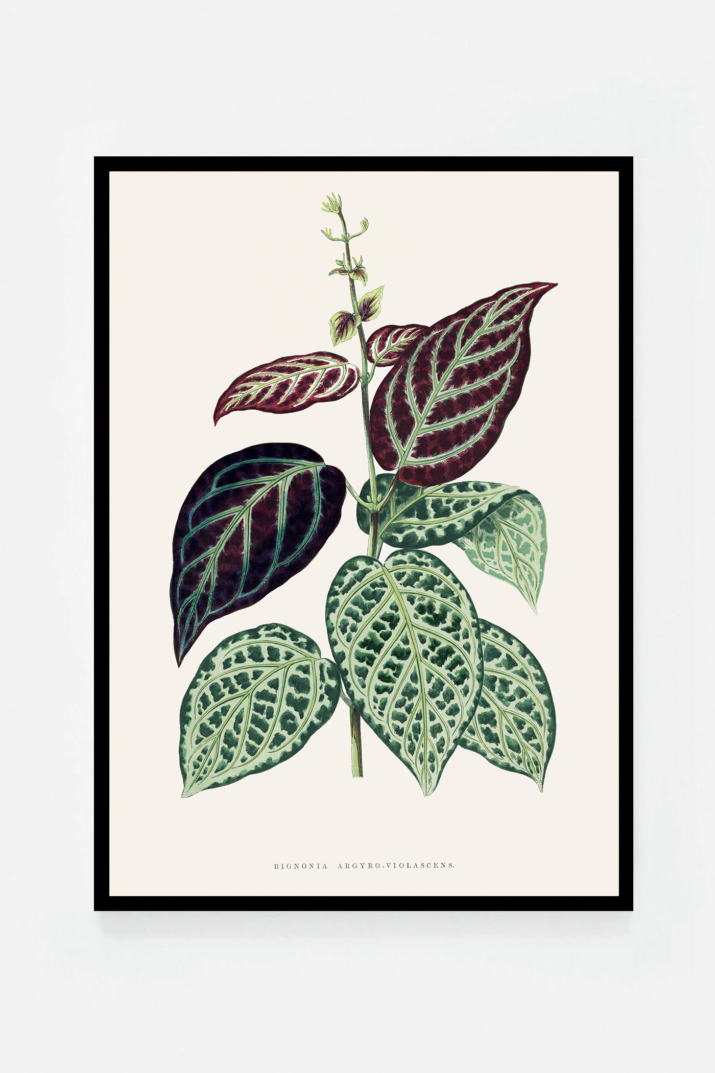 Plant VI
