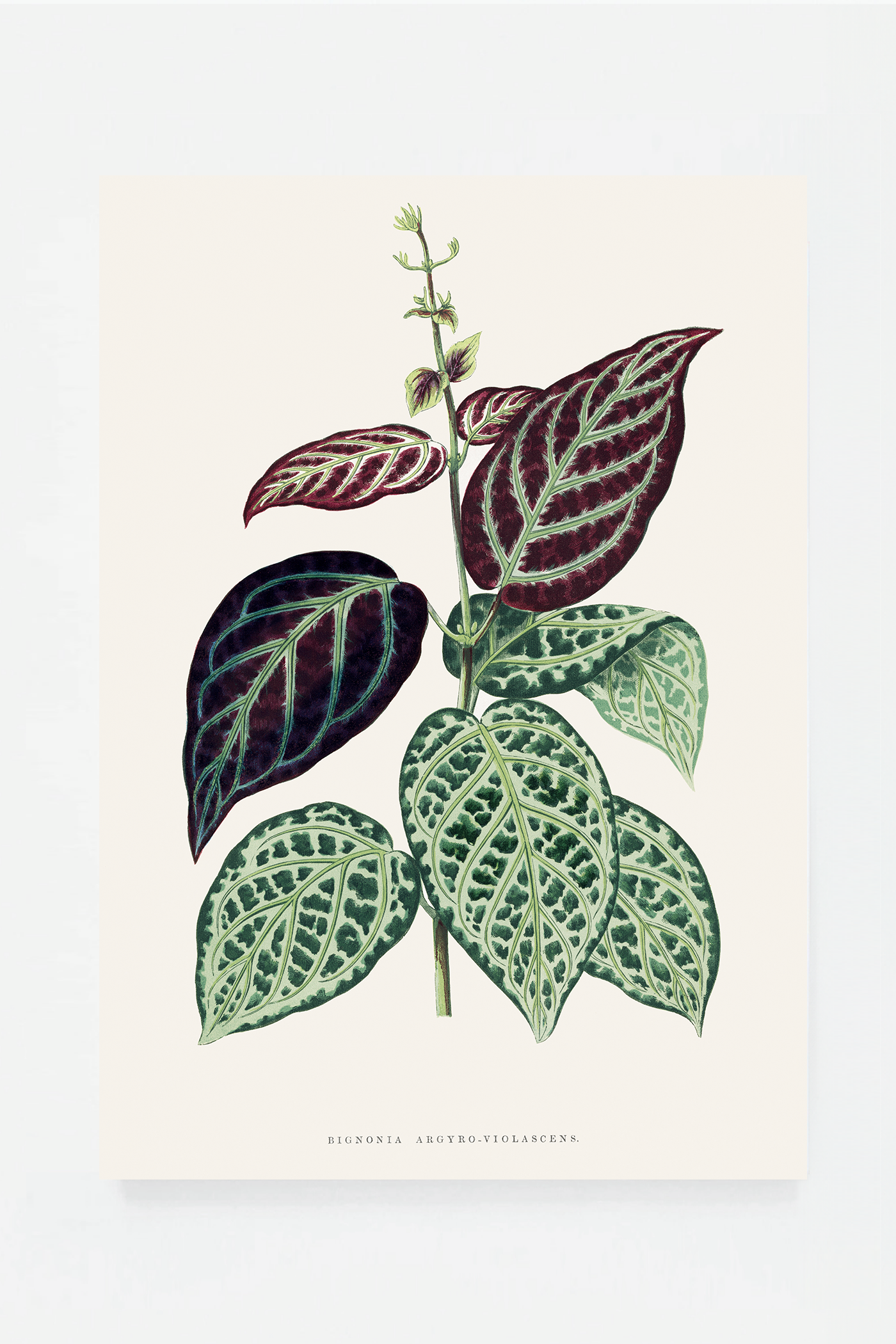 Plant VI
