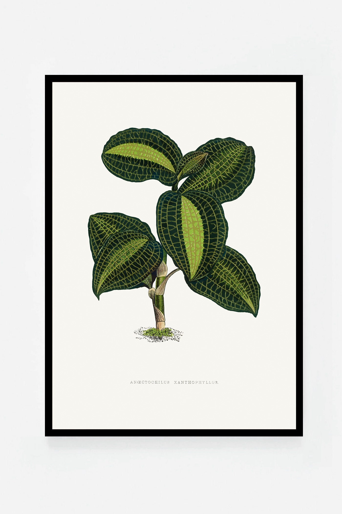 Plant VIII