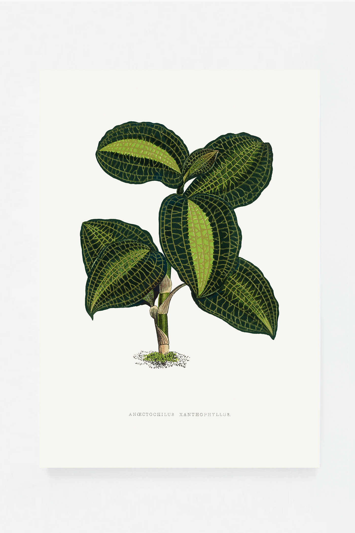 Plant VIII