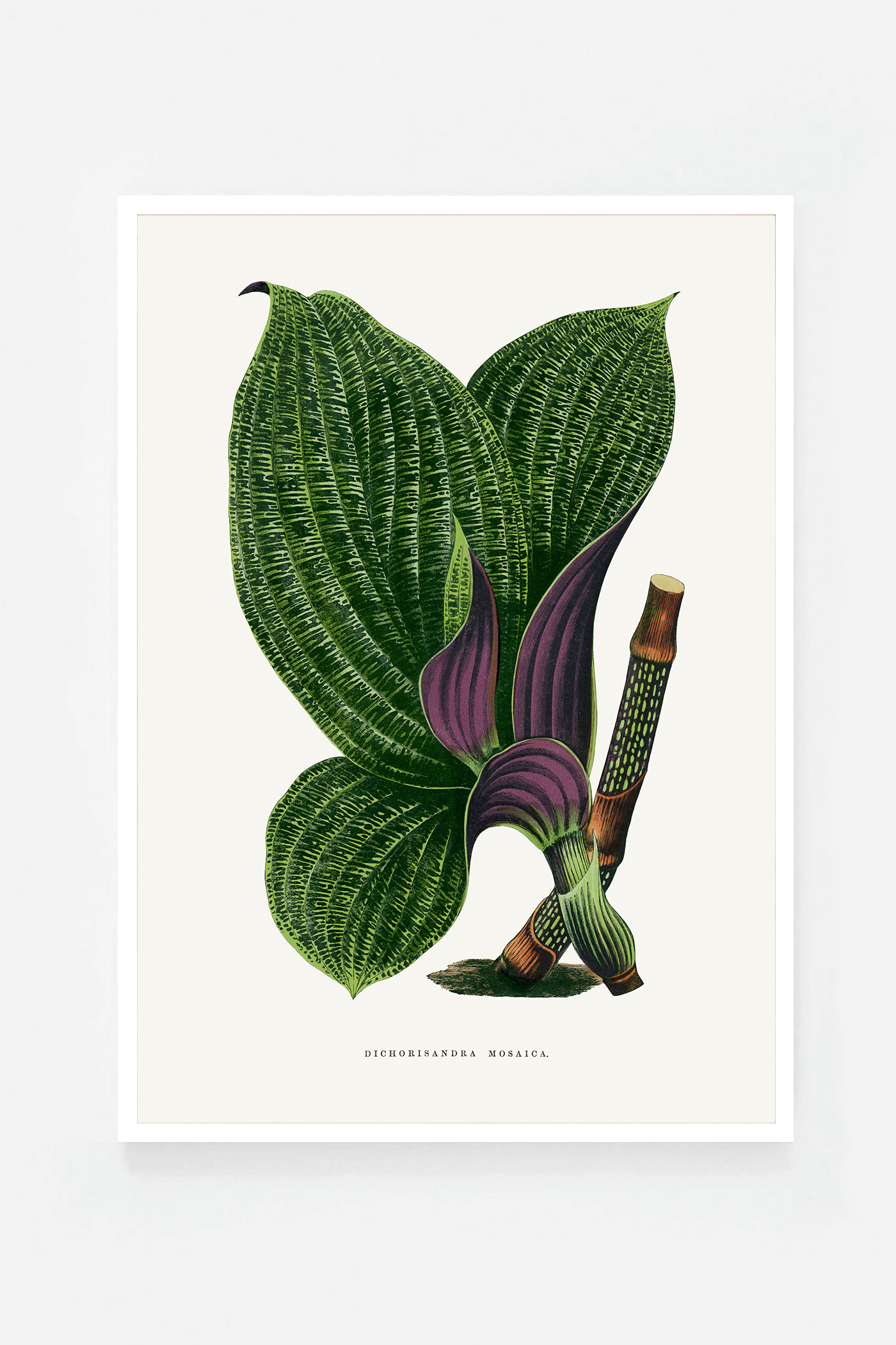 Plant IX