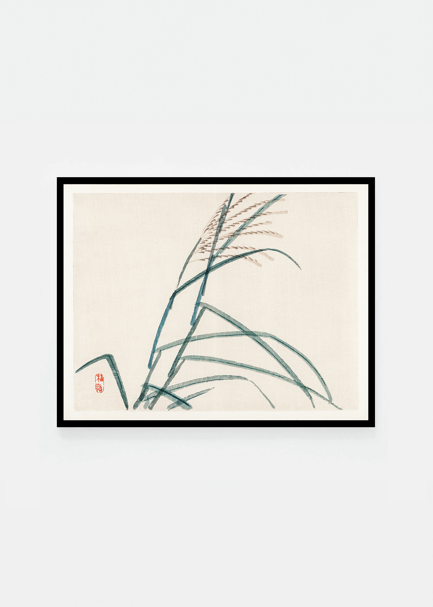 Poaceae