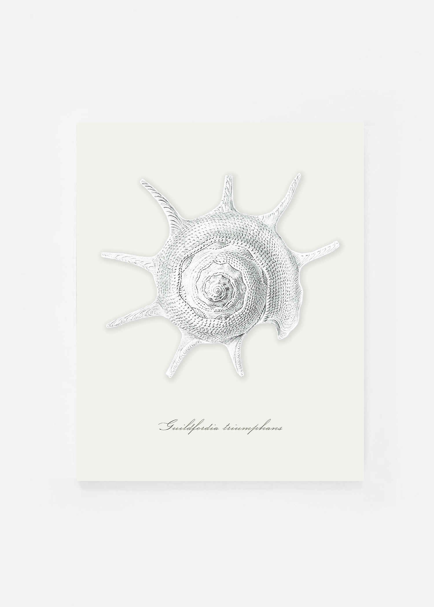 Guildfordia triumphans