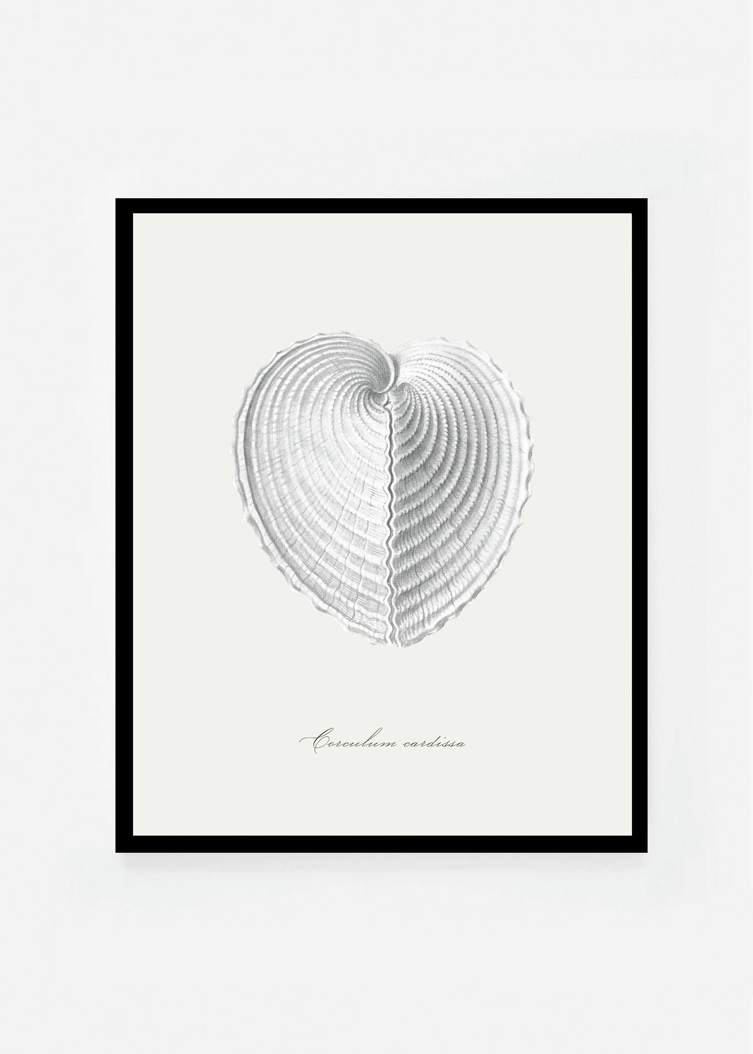 Corculum cardissa
