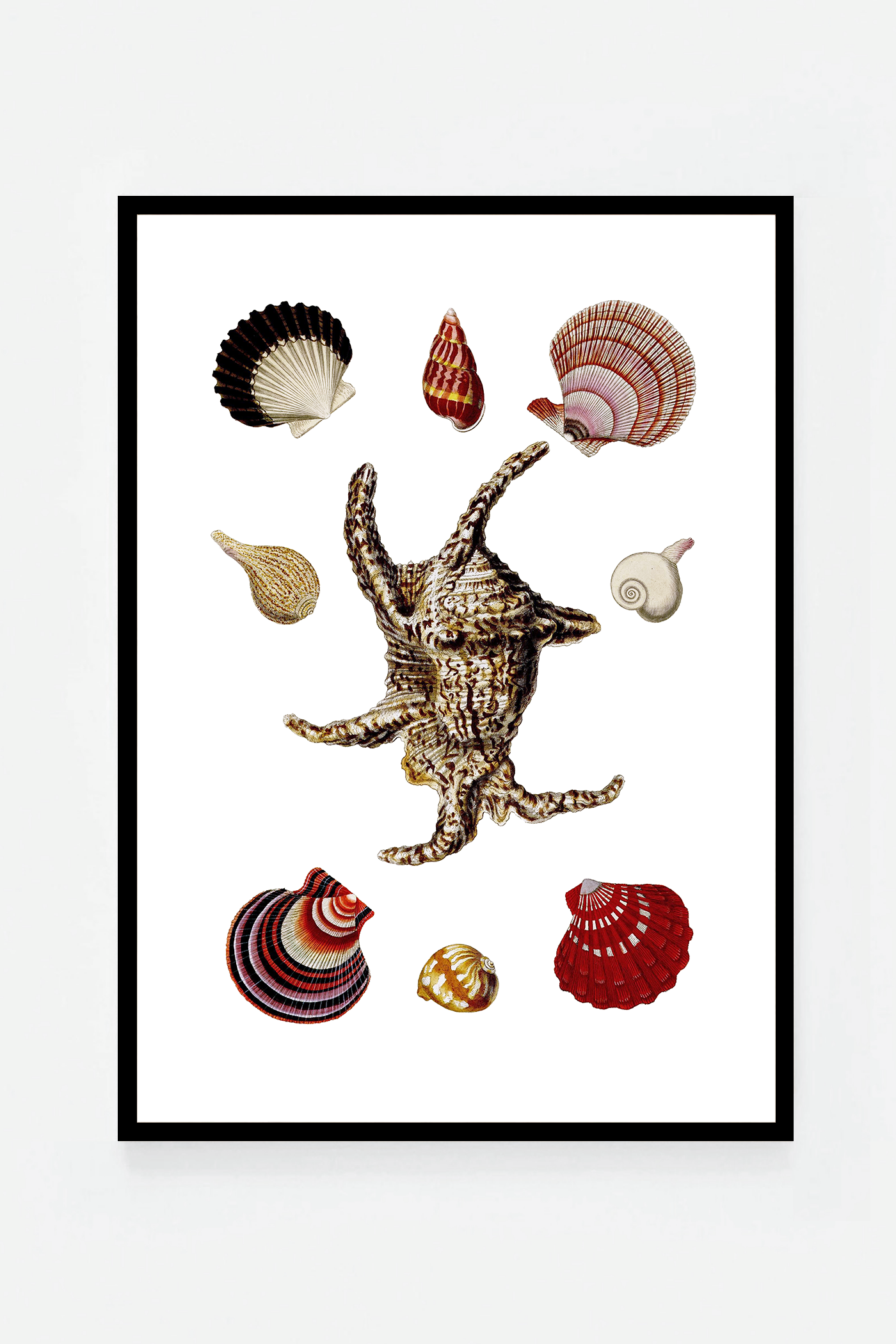 Shells III