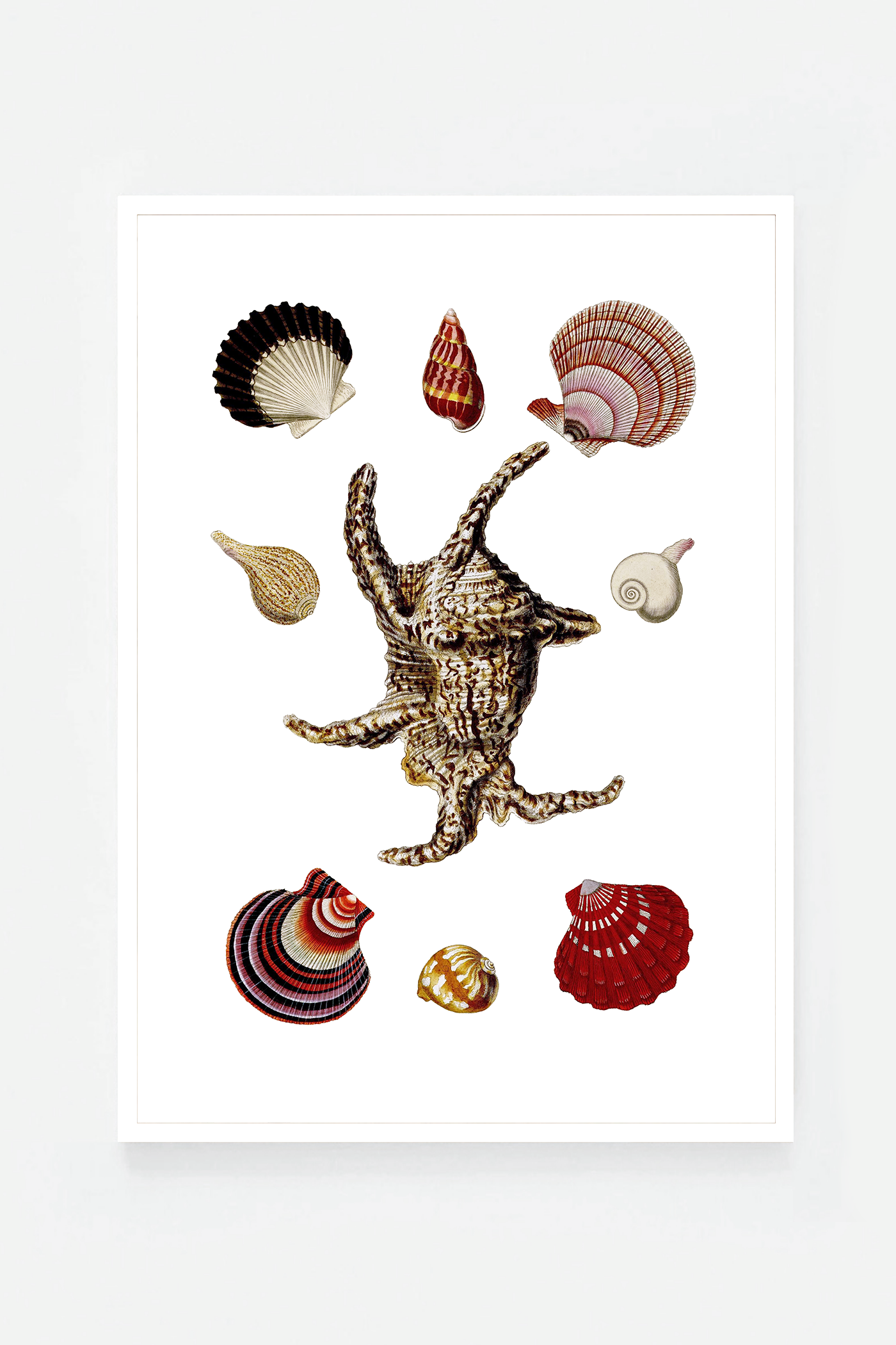 Shells III