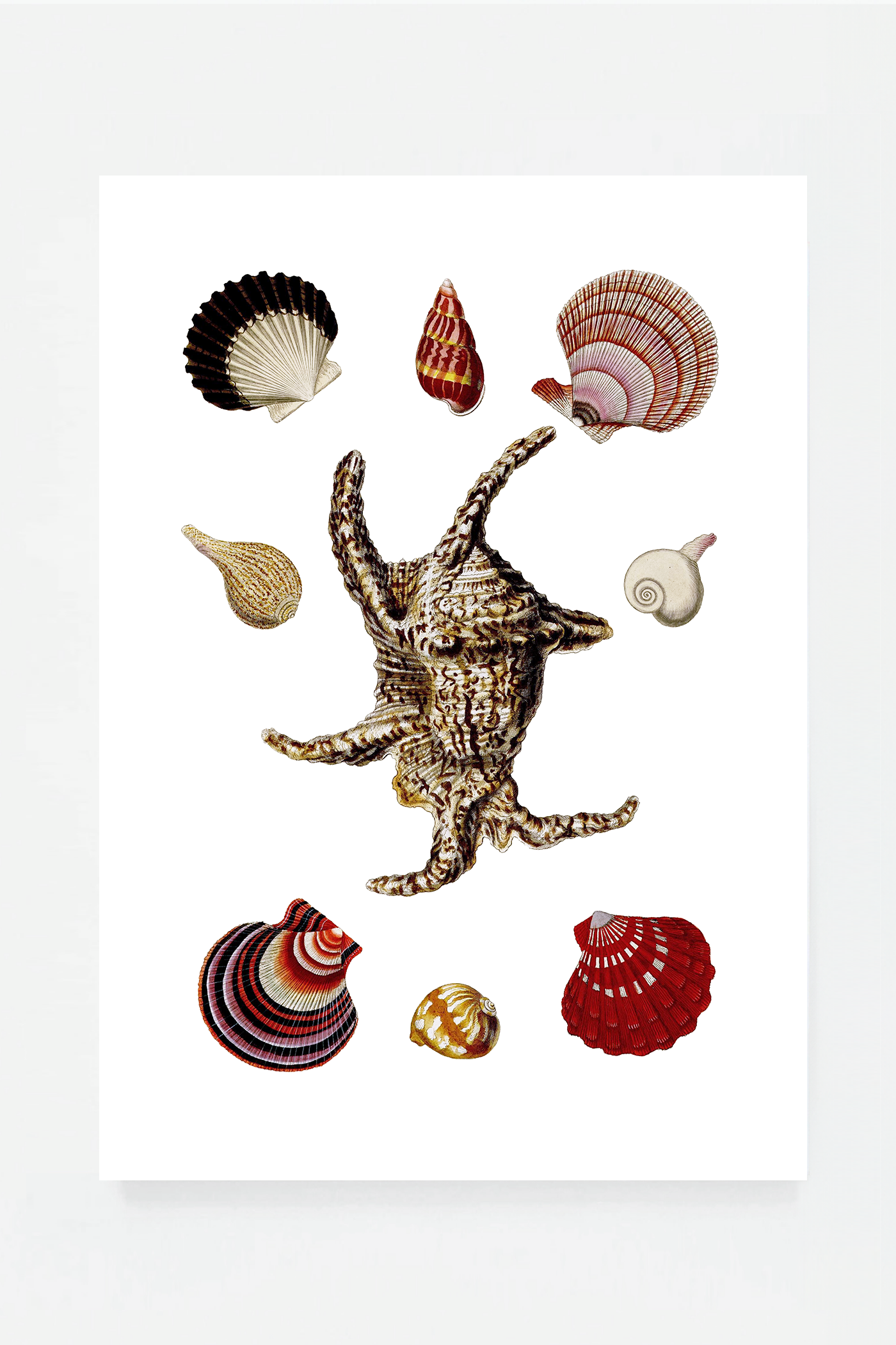 Shells III