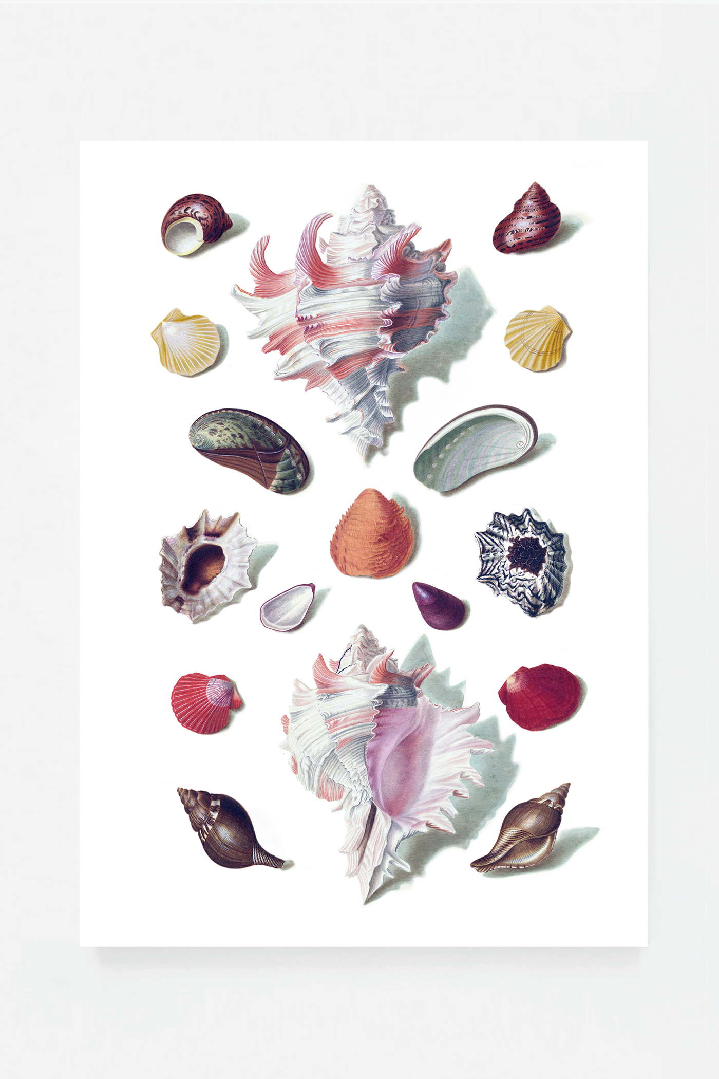 Shells VI
