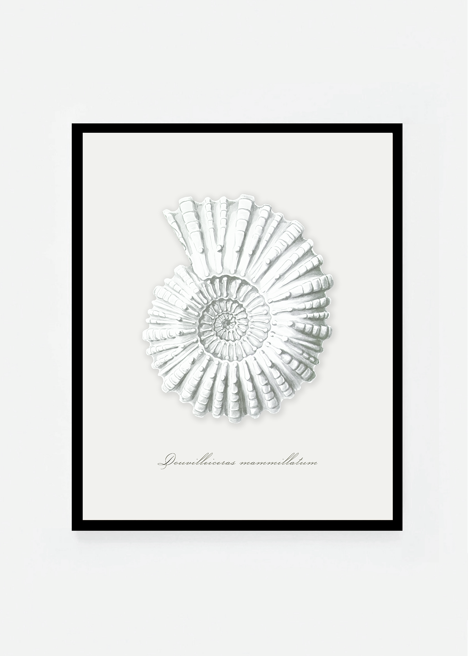 Douvilleiceras mammillatum