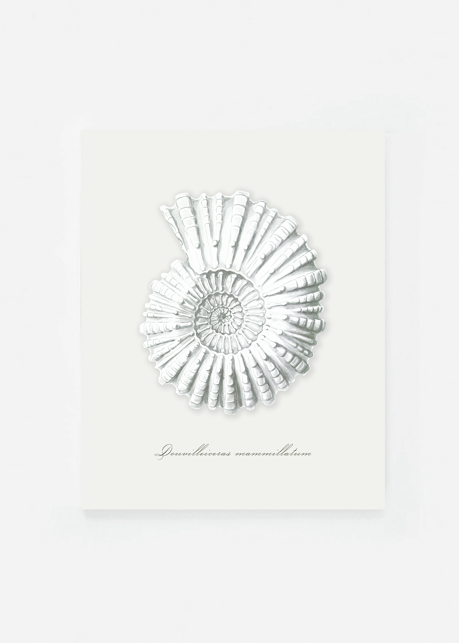Douvilleiceras mammillatum