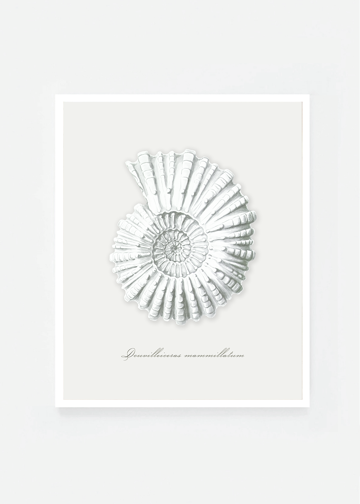 Douvilleiceras mammillatum