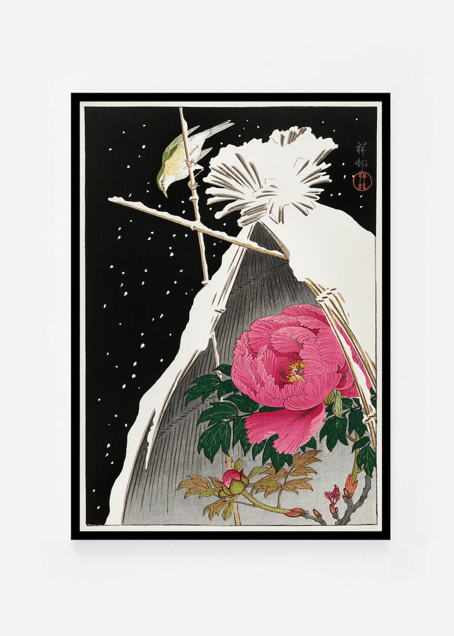Siberian bluechat next to a peony in the snow