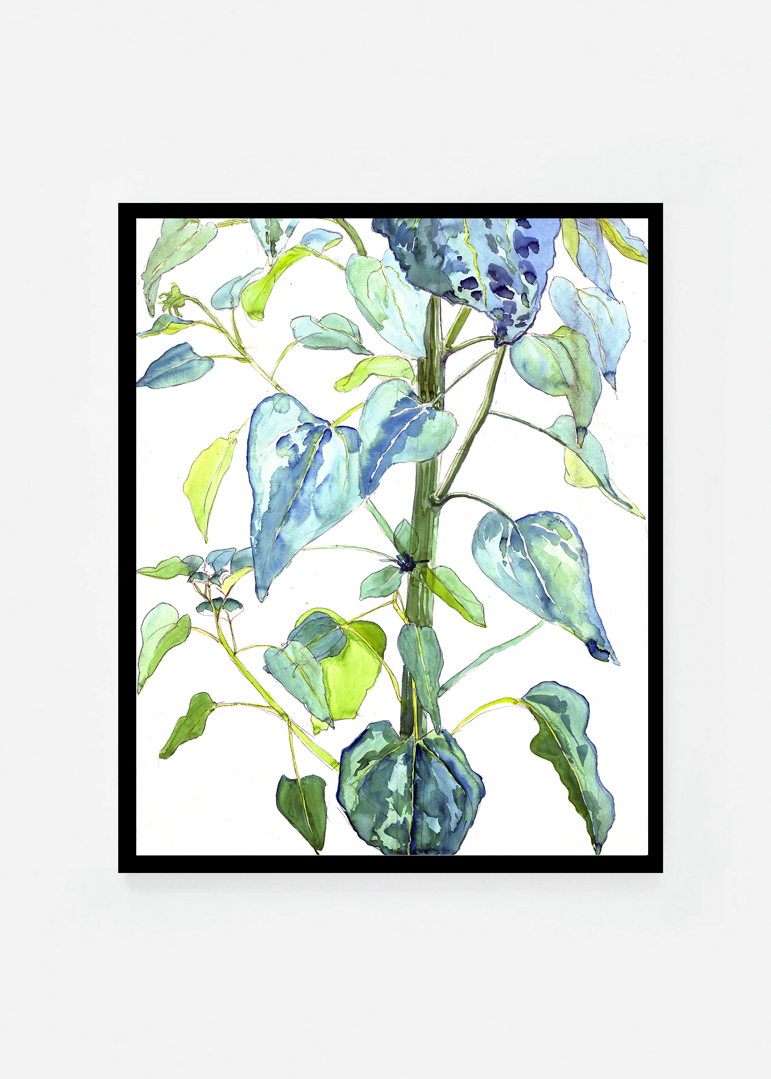 Stalk and Leaves of a Sunflower